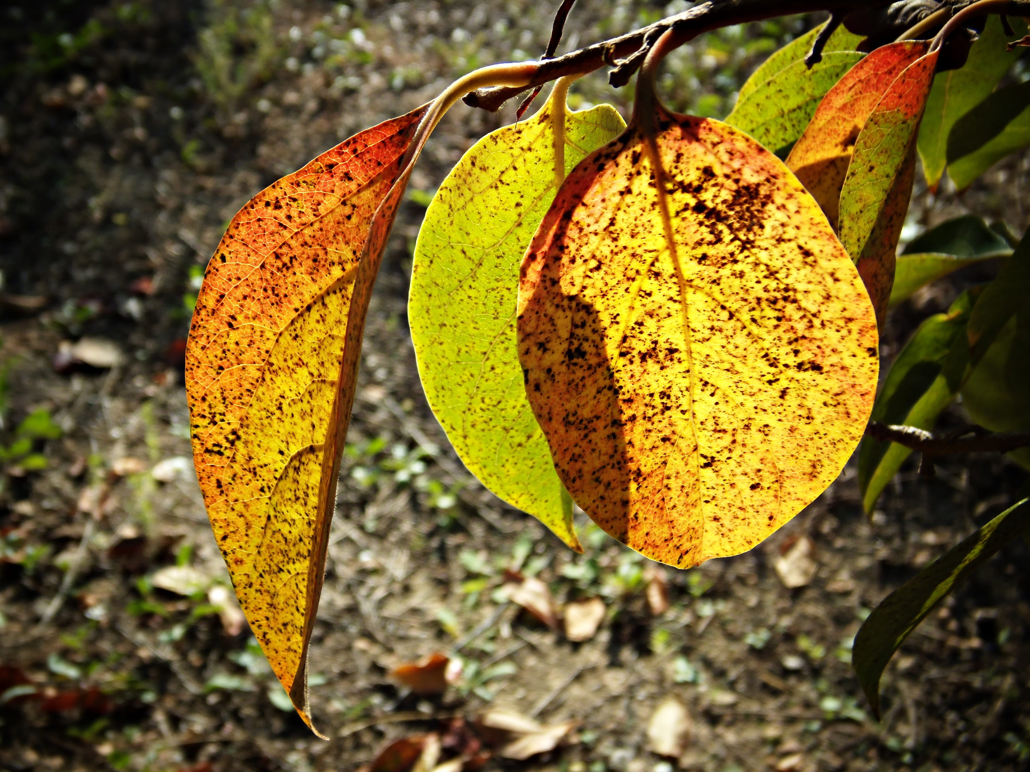 growth, day, 4K, focus on foreground, orange color, outdoors, Trees, dry leaf, nature, change, food and drink, leaf, plant part, green Color, beauty in nature, HD Wallpaper