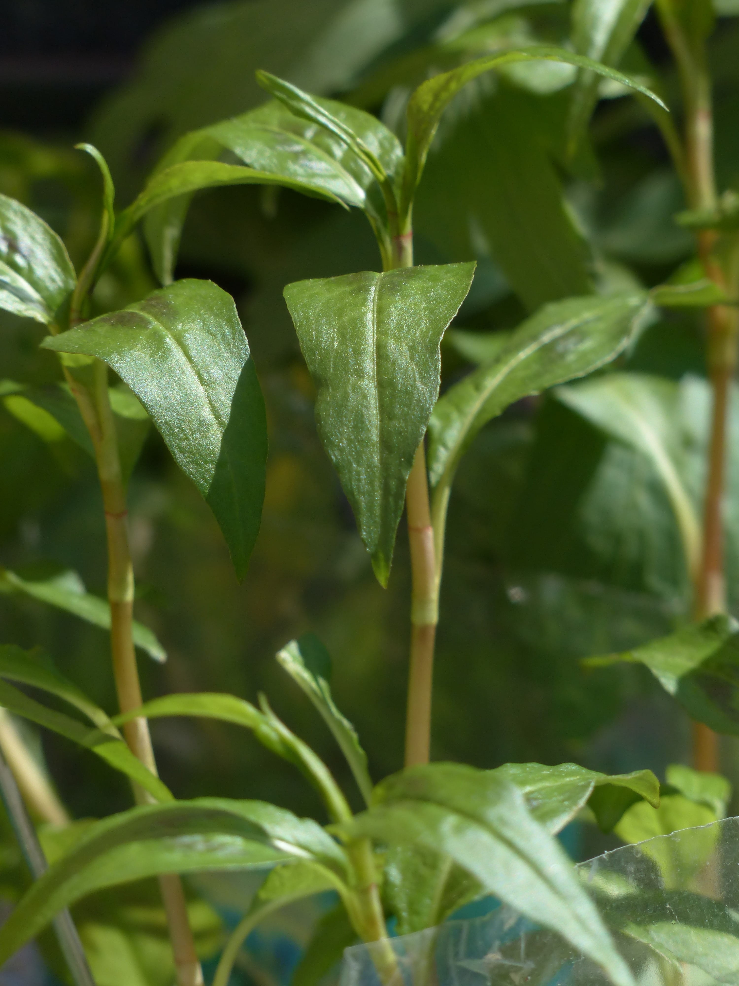 water, 4K, selective focus, garden plant, green Color, agriculture, food and drink, kitchen spice, Herb, organic, food, day, vulnerability, plant part, Phone HD Wallpaper