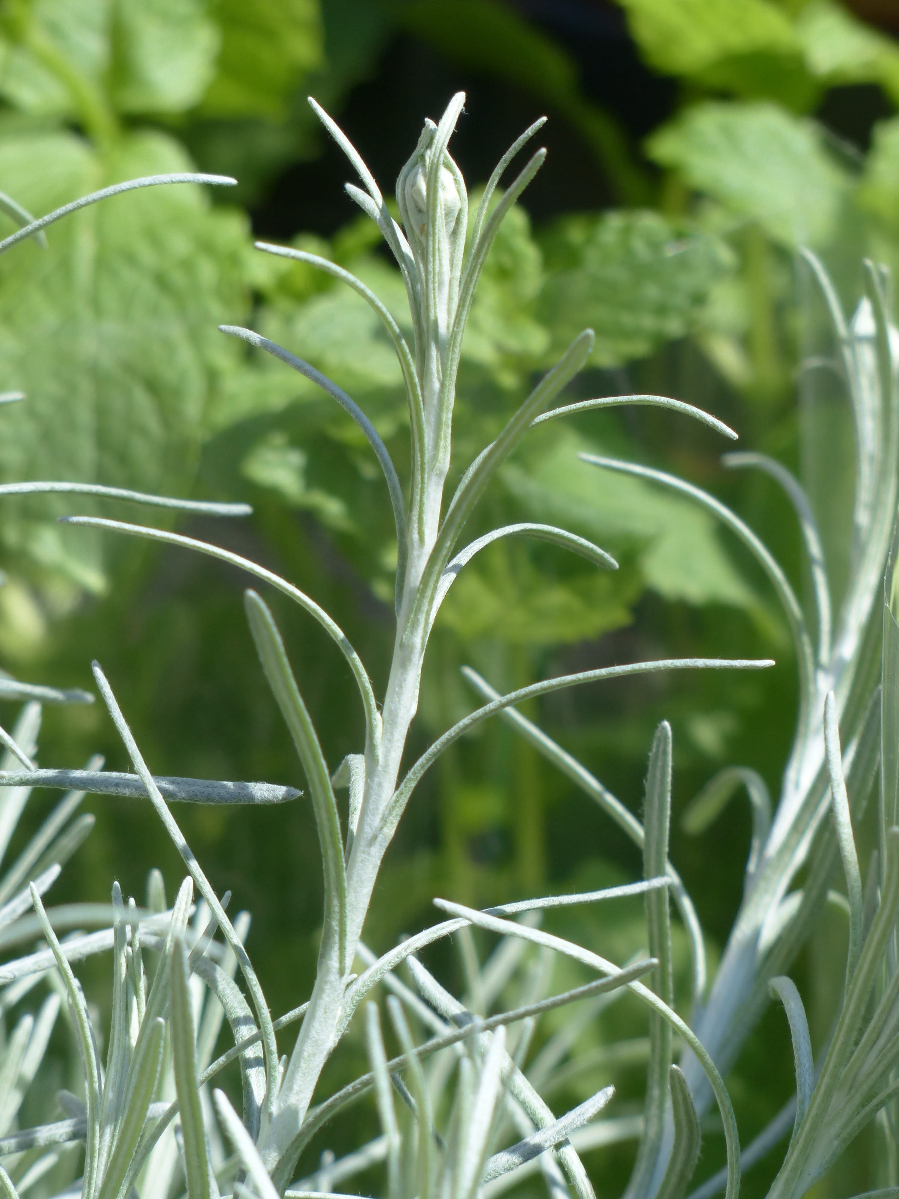 Kitchen, blade of grass, kitchen herb, tranquility, semi shrub, garden plant, growth, field, stalk, plant part, Italian, Immortelle, asteraceae, day, medicinal plant, Phone HD Wallpaper