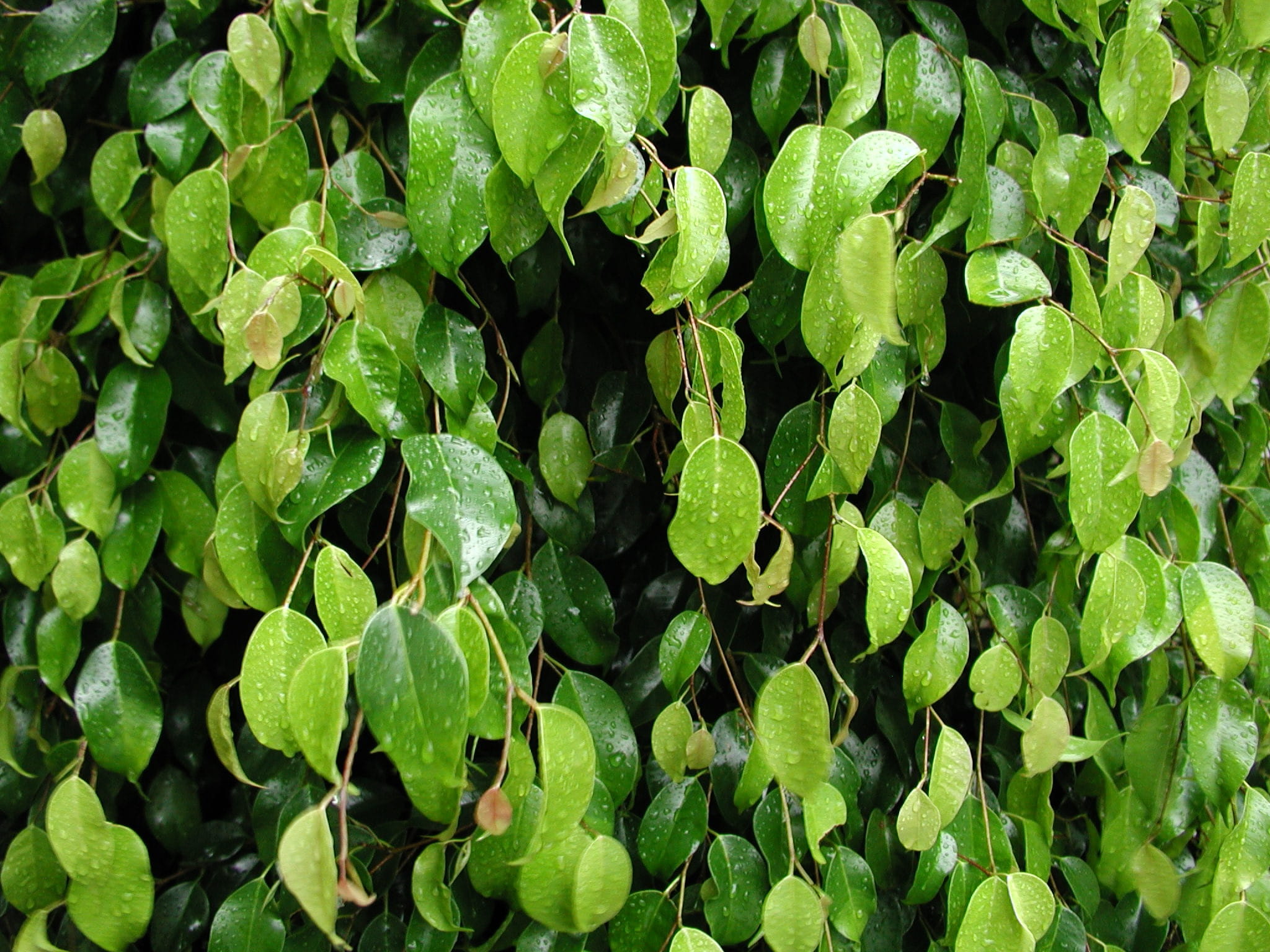 plant, day, growth, Plants, full frame, directly above, organic, plant part, green Color, vegetable, no people, beauty in nature, 1080P, Leaves, tranquility, HD Wallpaper