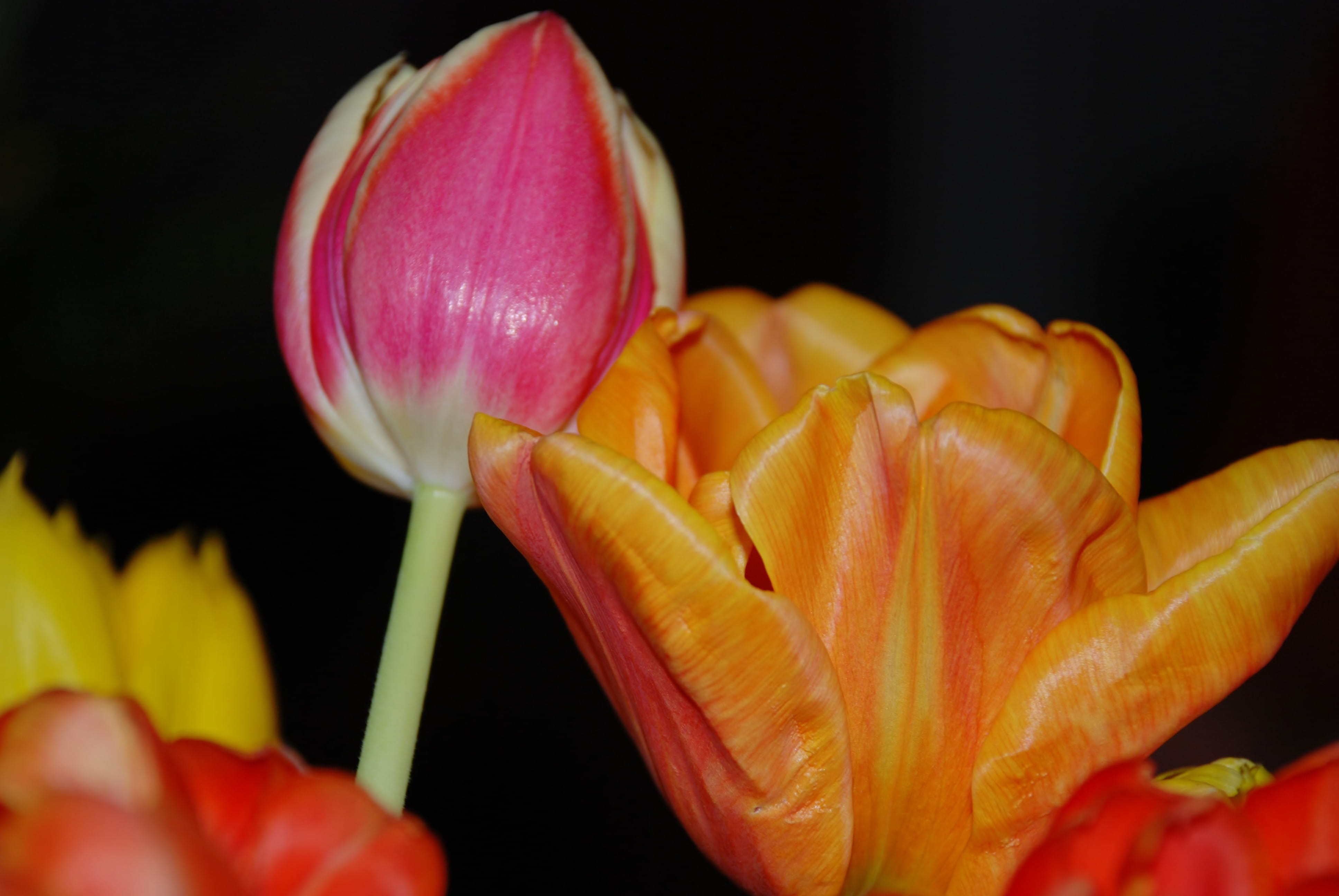 stalk, decorate, Leaf, natural, yellow, fresh, vulnerability, celebration, petal, red, bouquet, colorful, indoors, Tulip, no people, pink Color, macro, HD Wallpaper