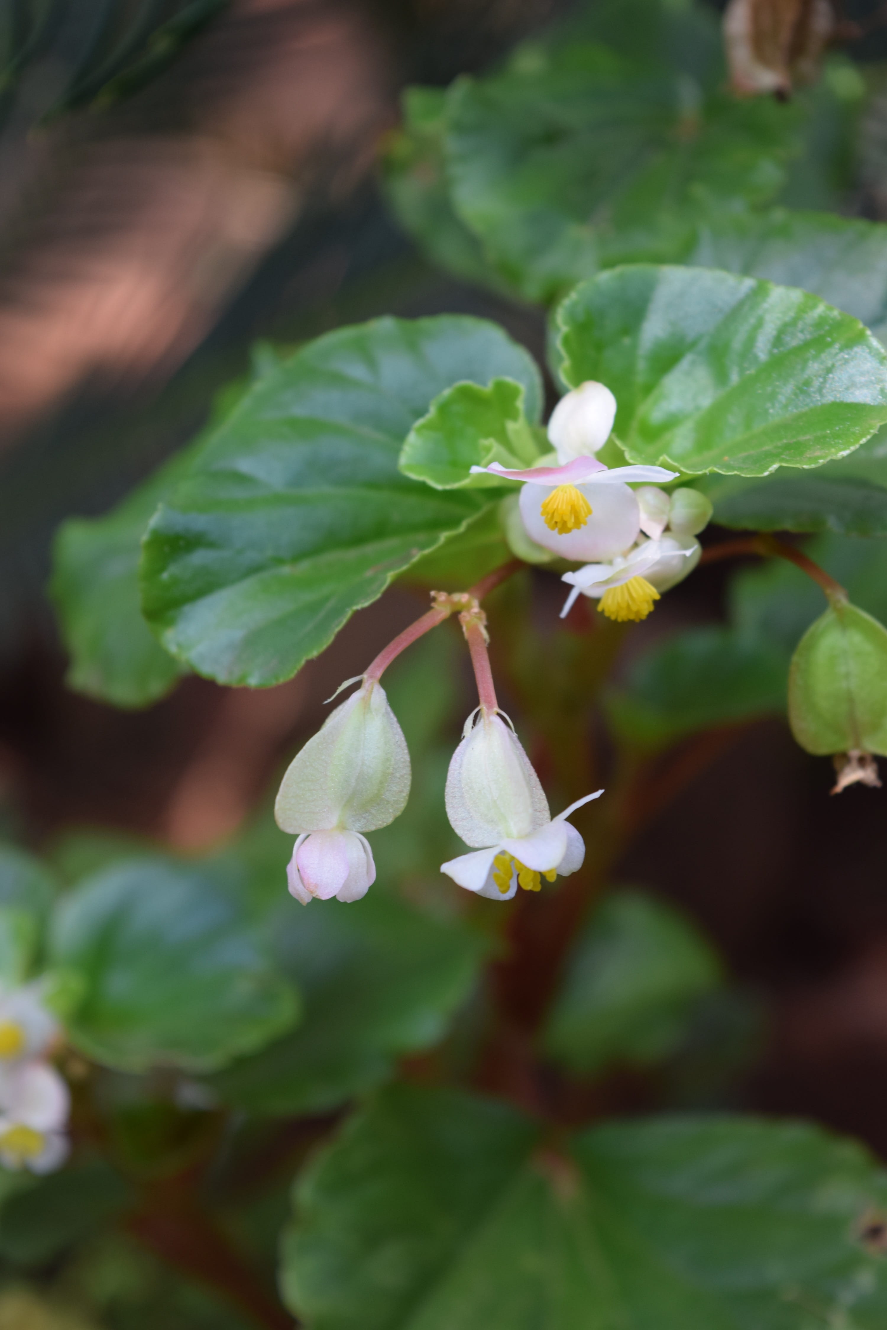 4K, vulnerability, agriculture, plant part, growth, green leaves, nature plant, flowering plant, pollen, paraguay, outdoors, branch, fruit, vegetation, Phone HD Wallpaper