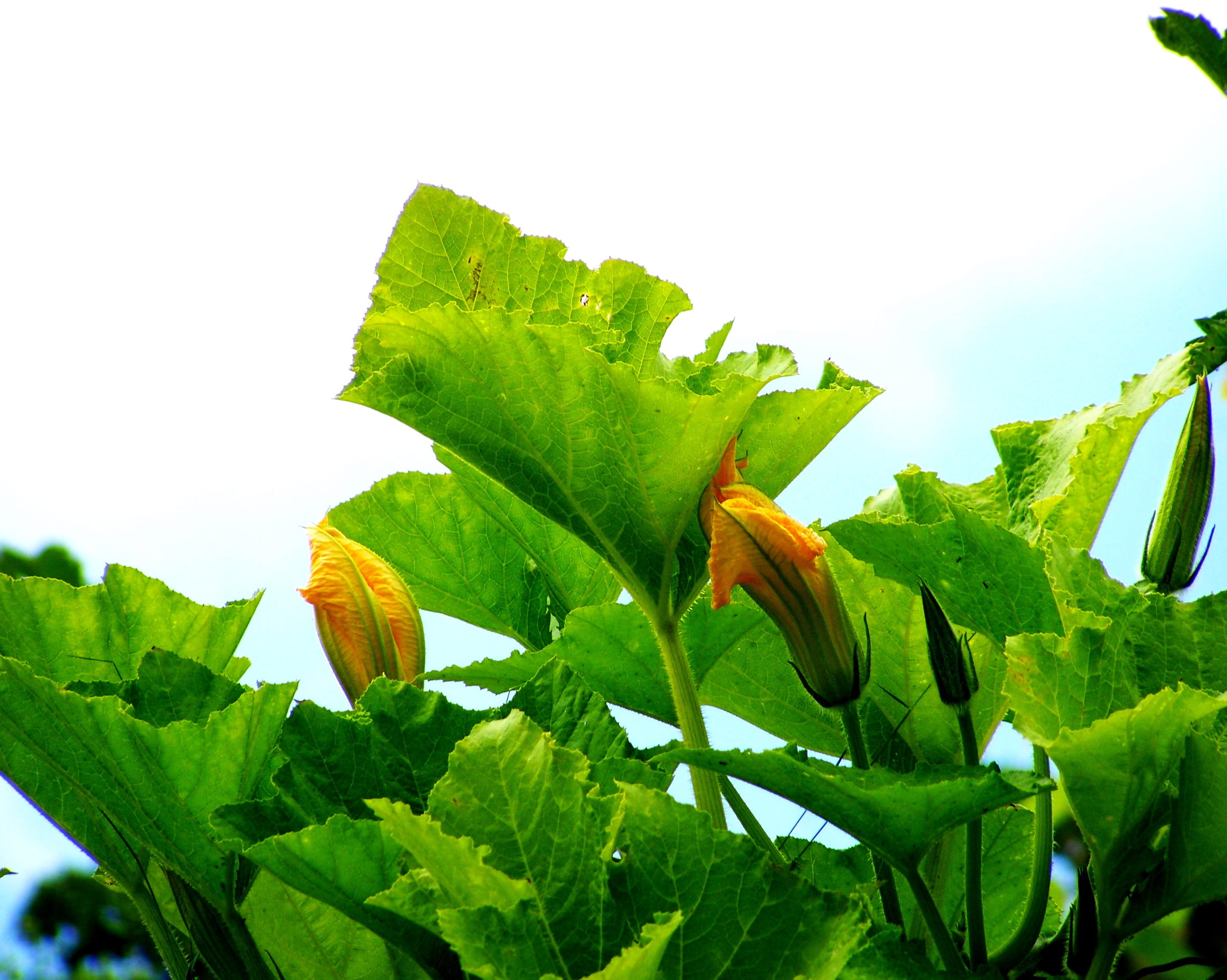 freshness, organic, summer, 2K, green Color, agriculture, growth, leaf, flower buds, fragility, plant, outdoors, Flower, Buds, nature, vegetable, flower head, HD Wallpaper