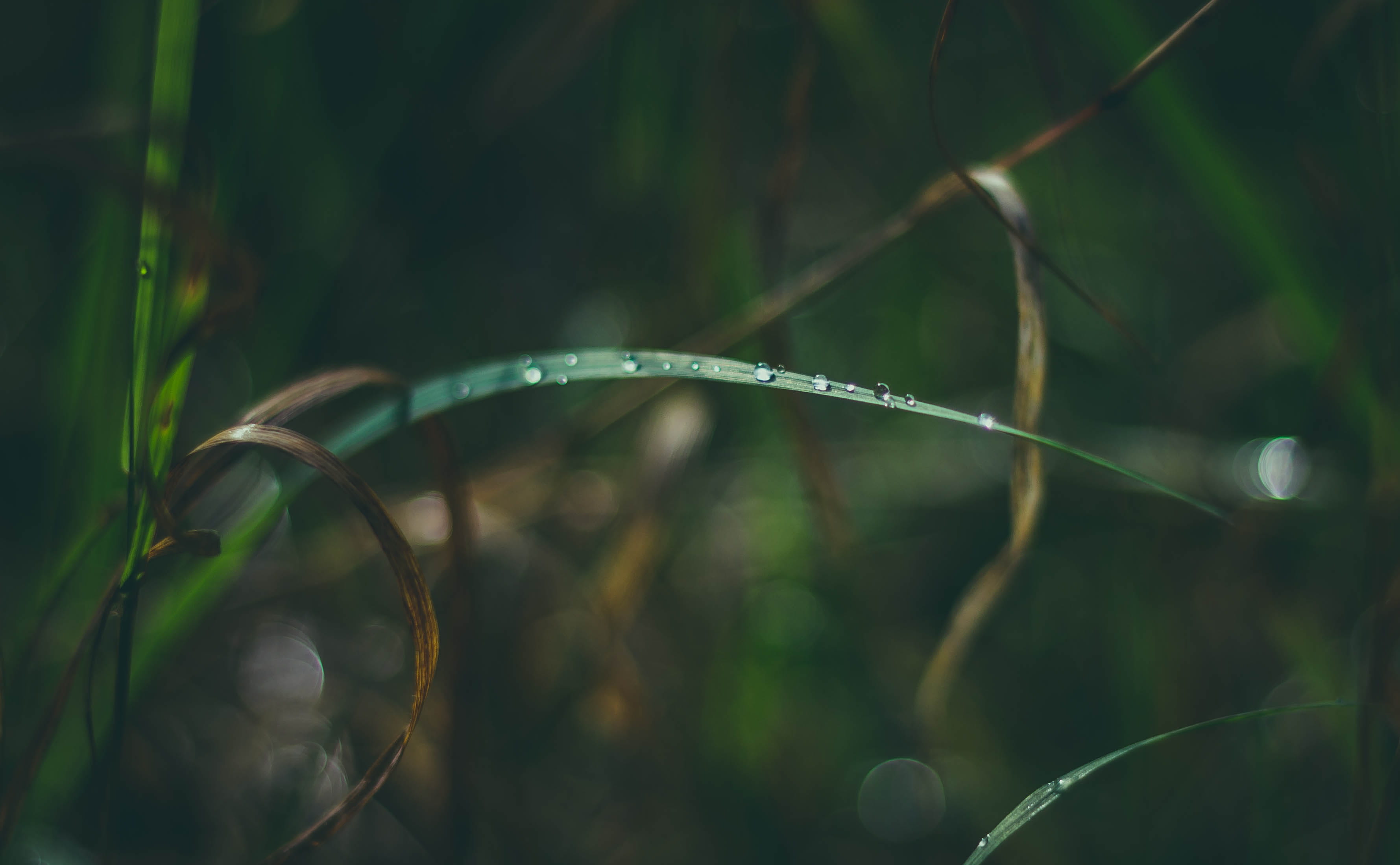 day, focus on foreground, backgrounds, closeup, tranquility, droplets, selective focus, drops, macro, green Color, no people, grass, forest, summer, freshness, HD Wallpaper