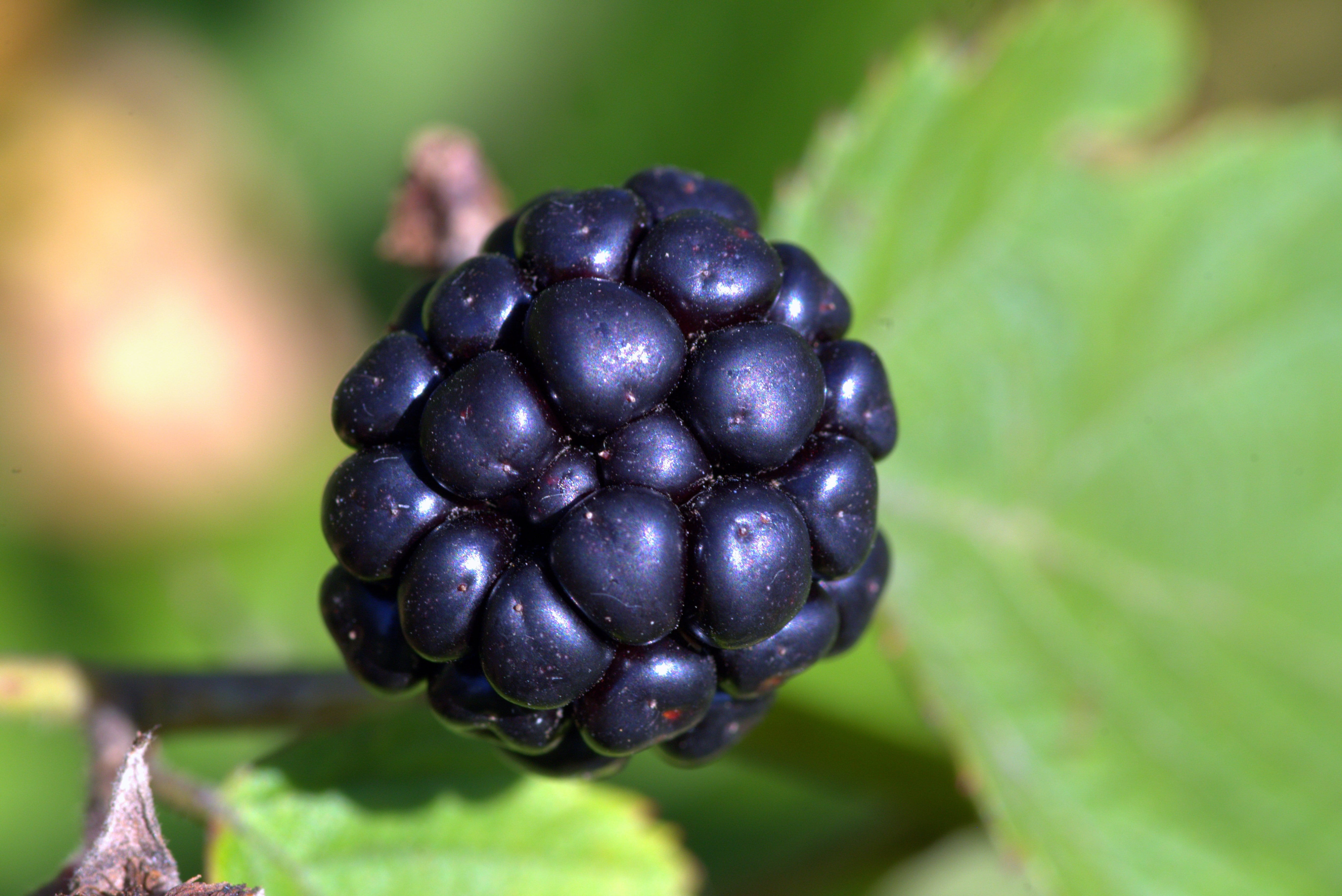 plant part, close-up, blackberry - Fruit, juicy, freshness, forest fruits, Black Raspberry, ripe, vitamin, wellbeing, healthy Eating, leaf, berries, antioxidant, HD Wallpaper