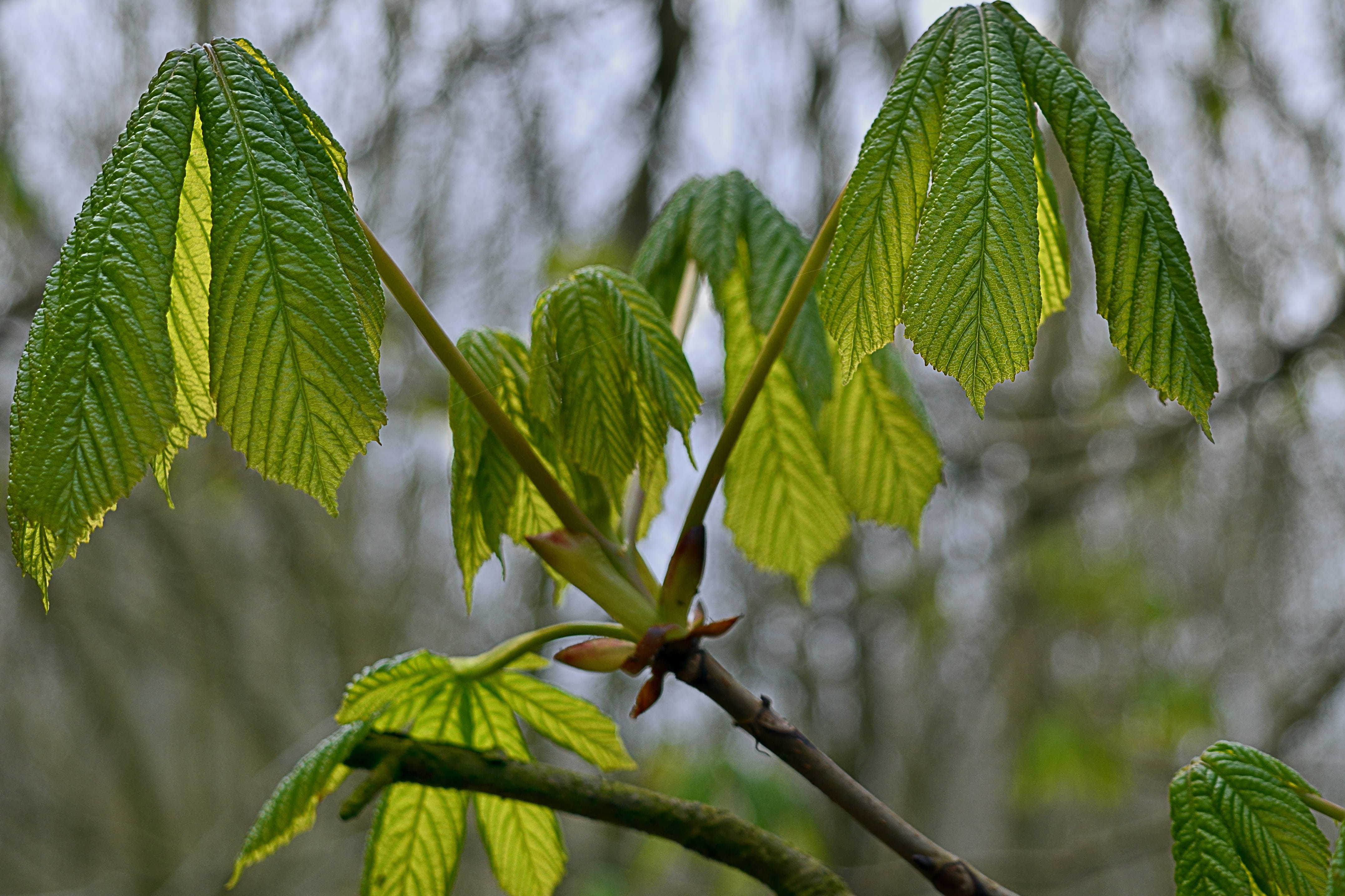 outdoors, summer, macro, leaf vein, nature, focus on foreground, leaves, Horse Chestnut, no People, branch, 4K, growth, tranquility, close-up, green Color, HD Wallpaper