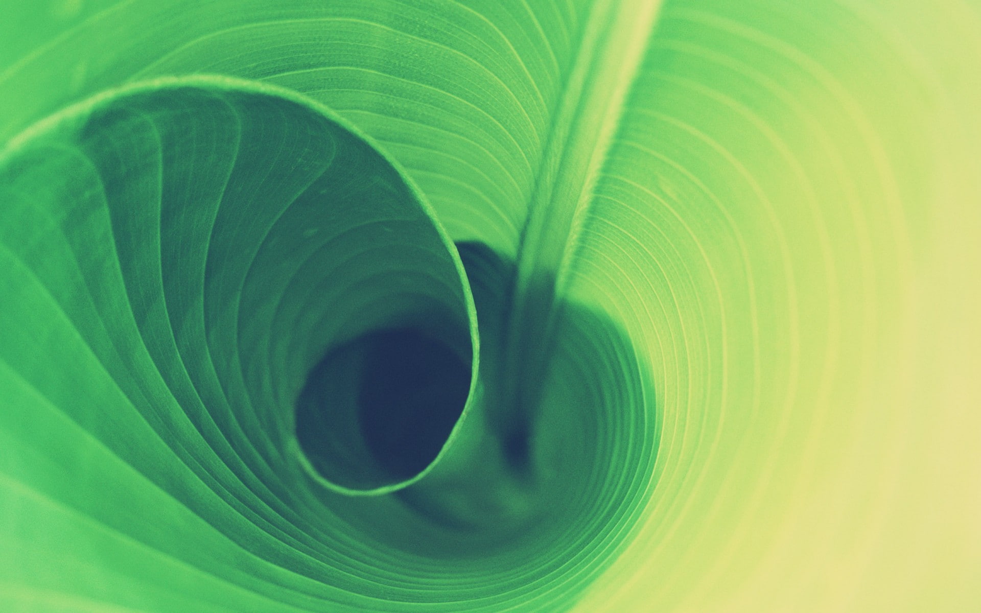 green, bananas, macro, plants, 1080P, leaves, HD Wallpaper