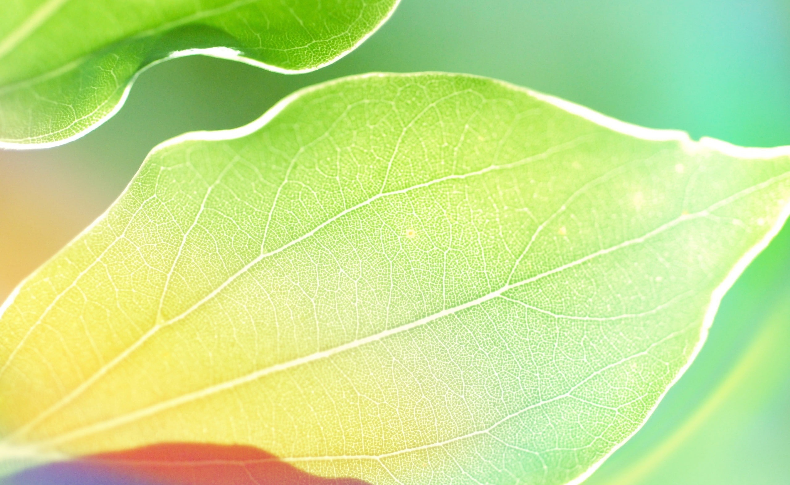 plant part, extreme close-up, 1080P, leaves, green color, green, vulnerability, macro, plants, photography, backgrounds, leaf, close-up, soft focus, focus on foreground, HD Wallpaper