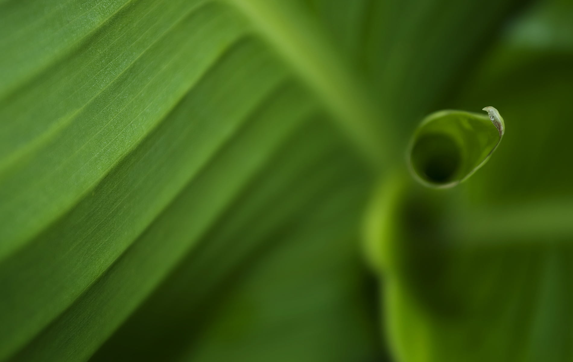 close-up, backgrounds, dew, plant part, blade of grass, outdoors, day, leaves, plants, green color, beauty in nature, selective focus, plant, nature, natural pattern, HD Wallpaper