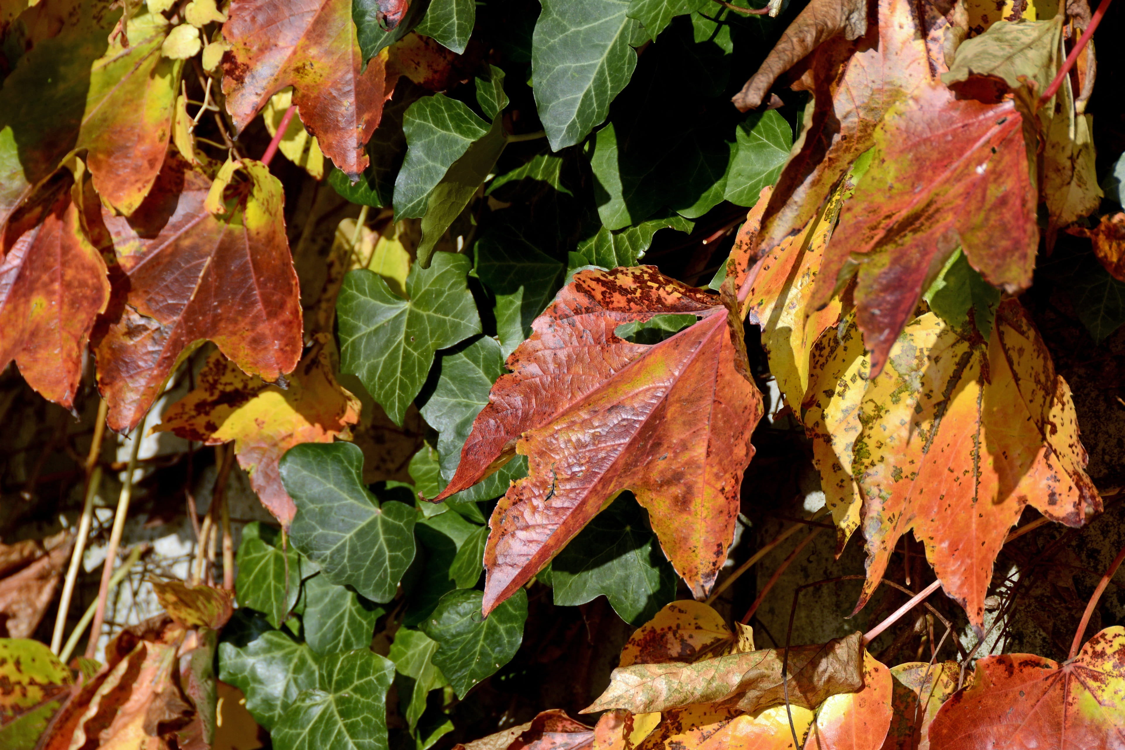 fall leaves, leaf, leaf vein, autumn colours, emerge, ivy leaf, dry, outdoors, bright, entwine, nature, full frame, beauty in nature, high angle view, autumn motive, HD Wallpaper