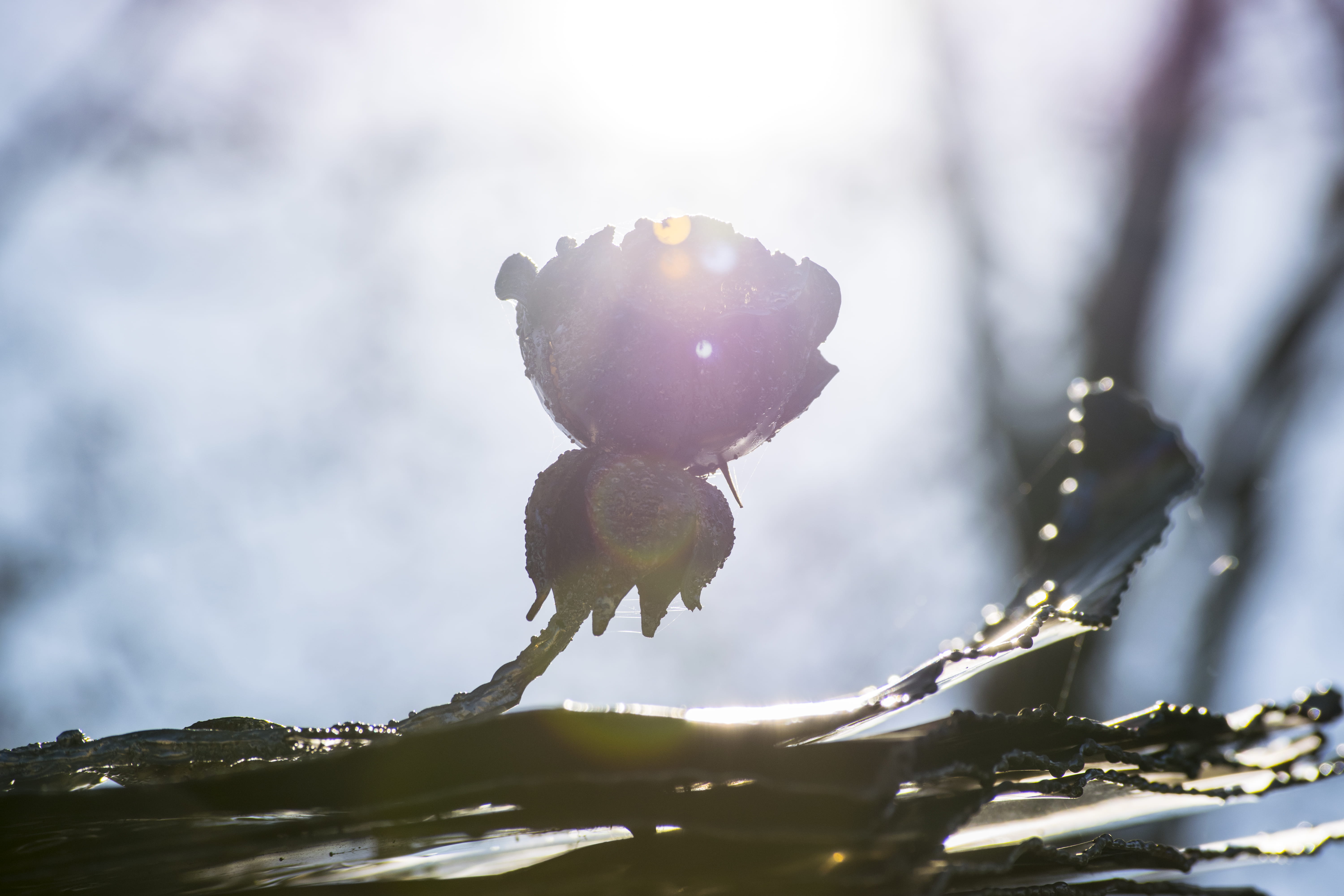 close-up, sky, no people, blacksmith, ice, elia clerici, rose, sun, winter, freshness, 5K, ielix, fruit, food and drink, iron, animal, frozen, beauty in nature, HD Wallpaper