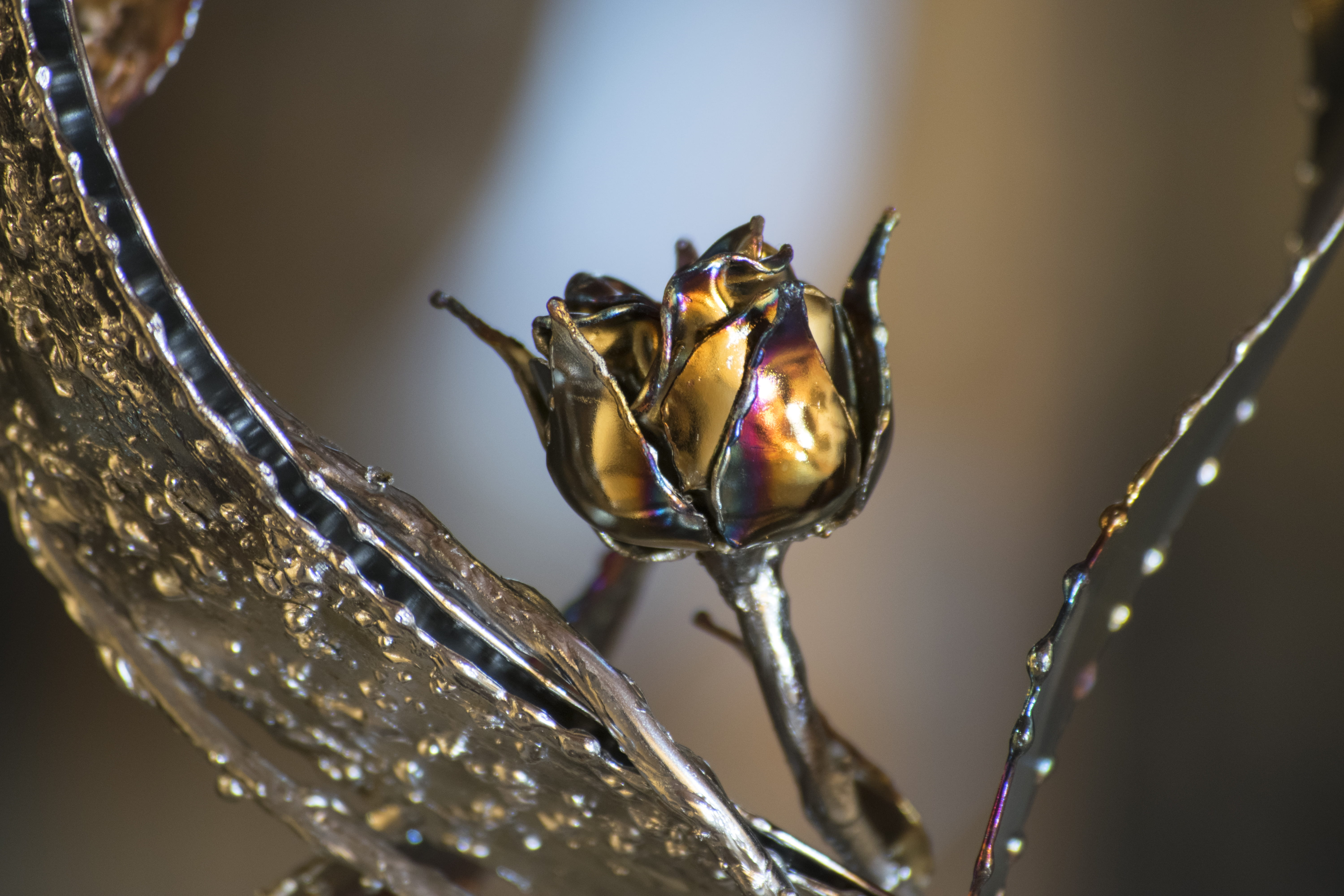 bird, close-up, nature, metal, water, bee, droplet, animal body part, one animal, animal wing, insect, invertebrate, ielix, hornet, wet, animal, photography, HD Wallpaper