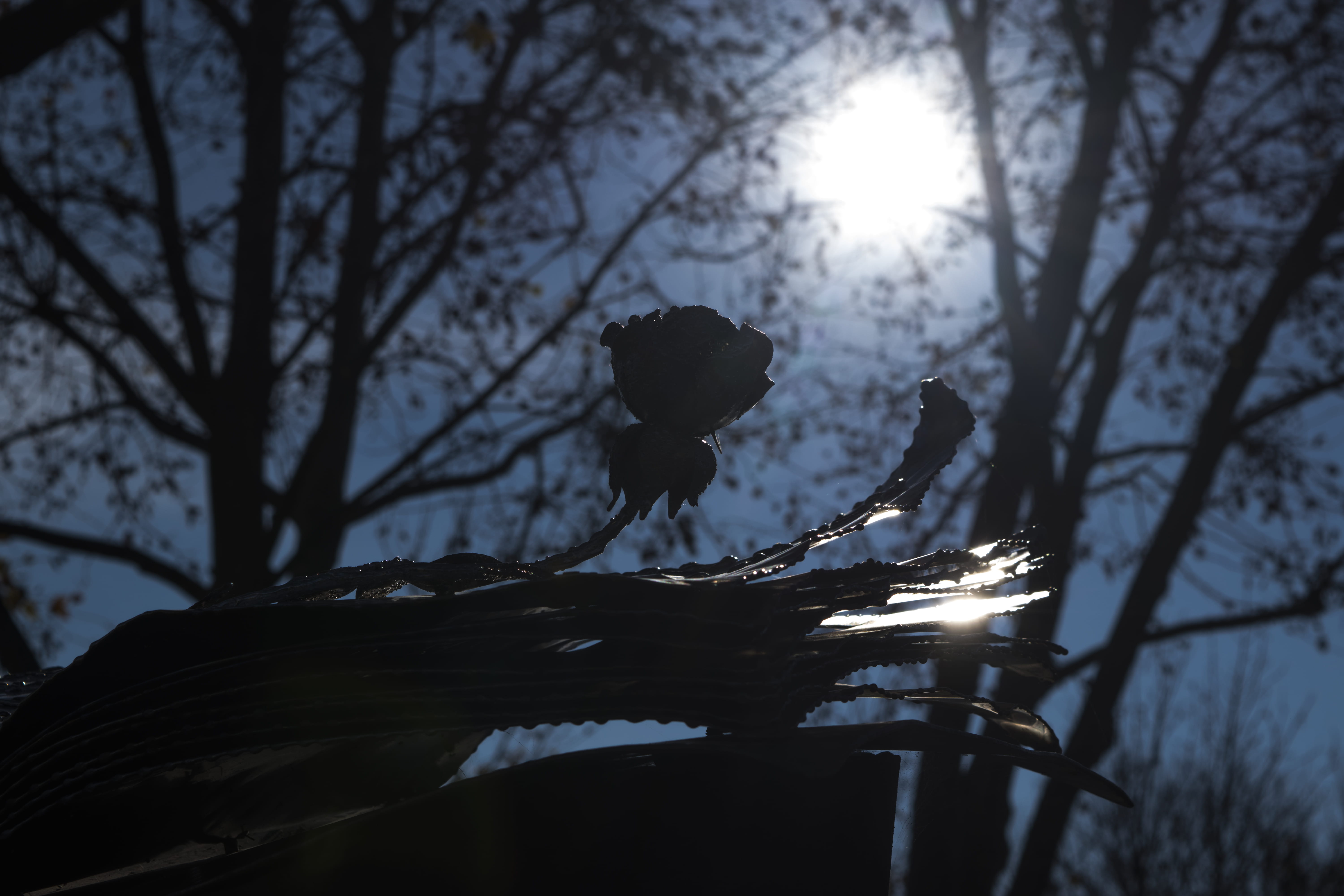 sky, sculpture, bare tree, sunbeam, no people, branch, lights, tree, sunlight, flare, giuliano negretto, bright, representation, flower, silhouette, nature, HD Wallpaper