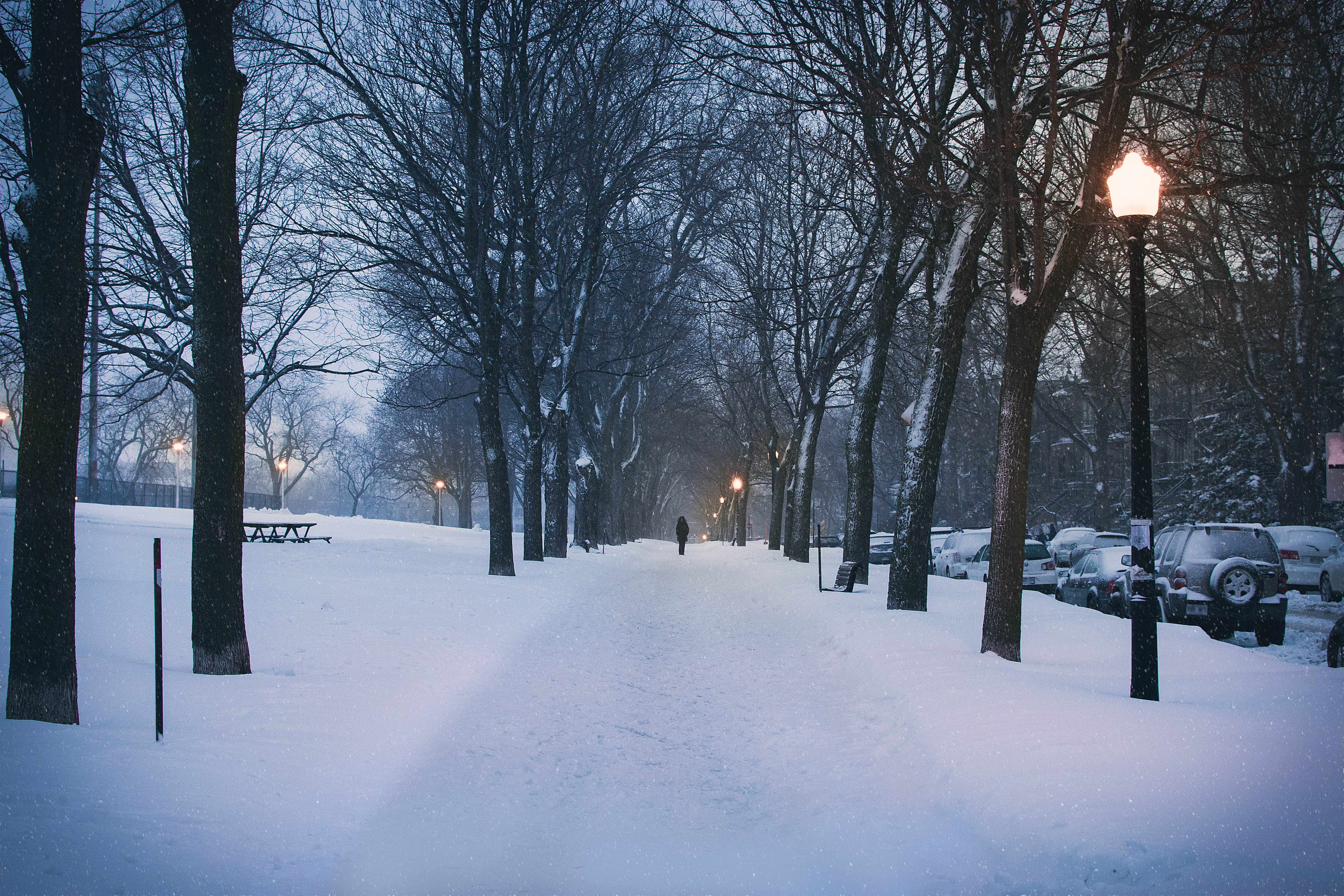 alone, snowplow, the way forward, covering, motor vehicle, park, no people, direction, snowing, city, path, tree, road, montréal, 5K, outdoors, illuminated, HD Wallpaper