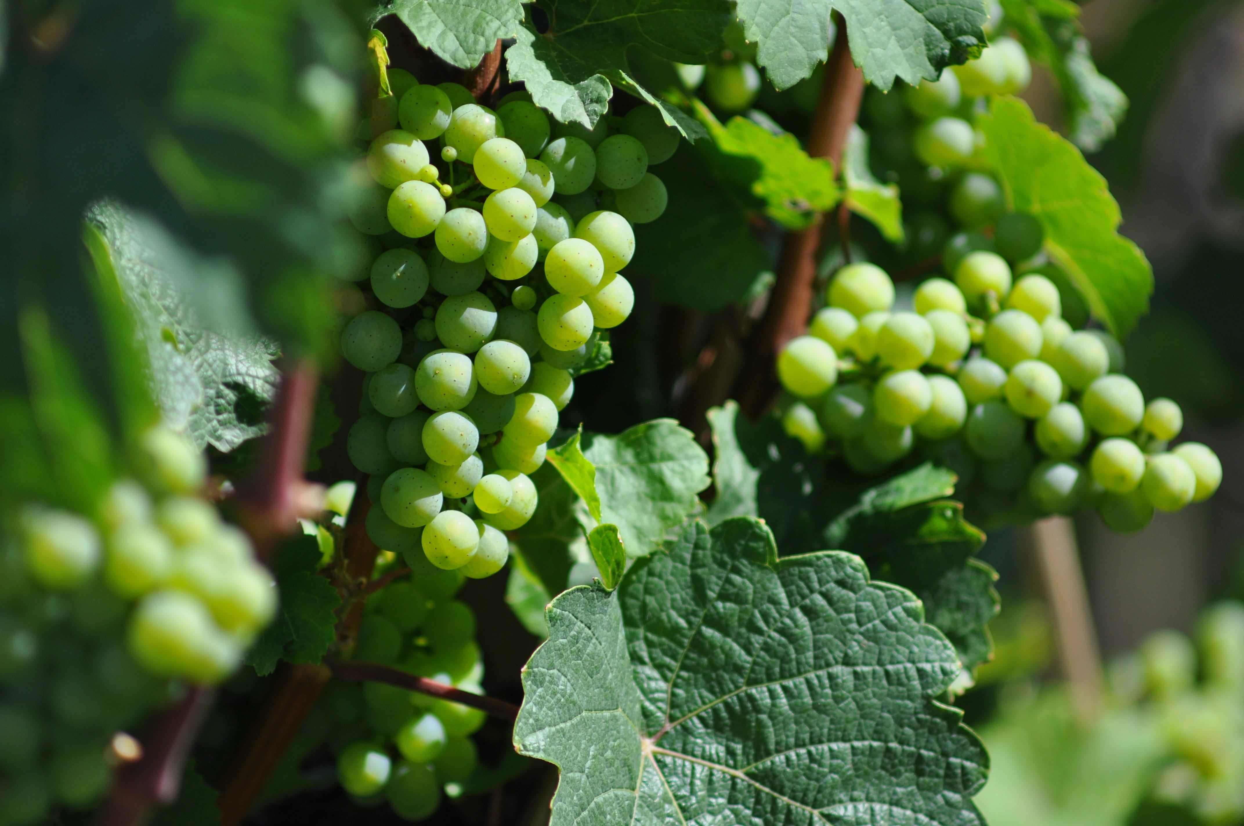food, outdoors, day, agriculture, leaves, bunch, food and drink, grape, ripening process, photo, green, growth, nature, freshness, close, plant part, wine, HD Wallpaper