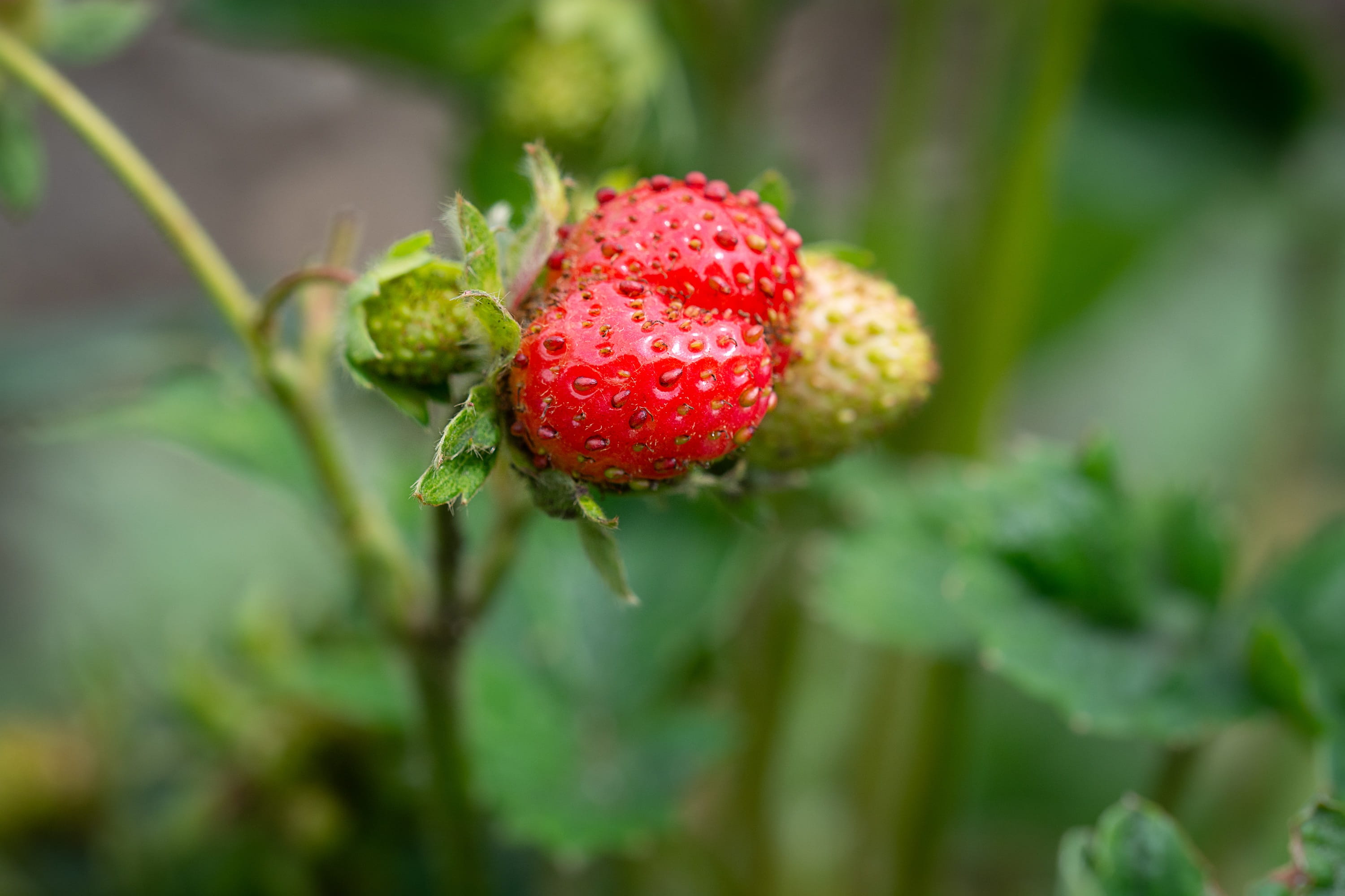 red, fruit, ripe, food, vegetable garden, berry fruit, beauty in nature, wellbeing, outdoors, 2K, garden, close up, nature, vitamins, food and drink, leaf, HD Wallpaper