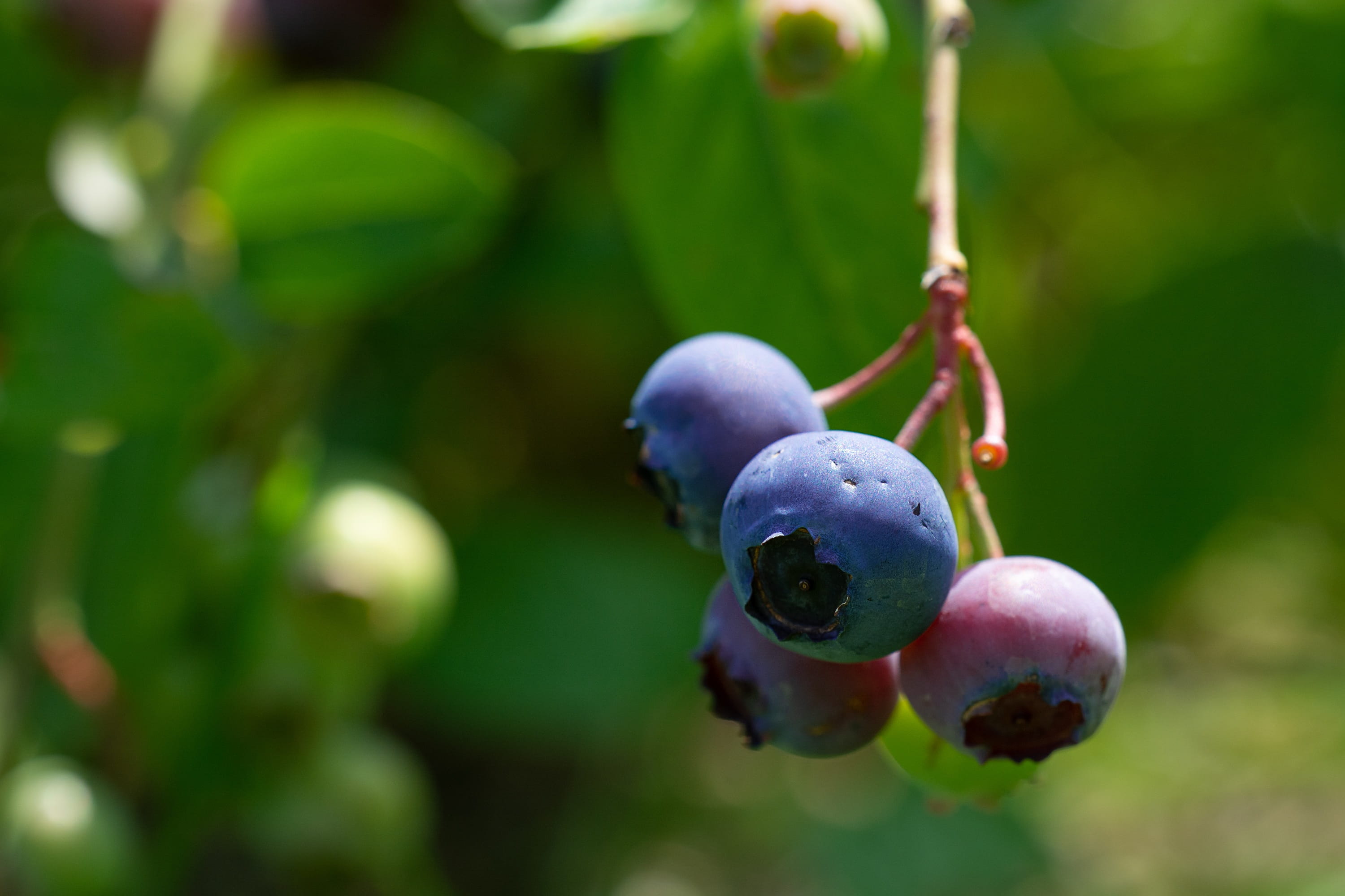 vegetable garden, day, berry blue, close up, blueberries, berries, in the garden, ripening process, 2K, growth, focus on foreground, berry fruit, outdoors, HD Wallpaper