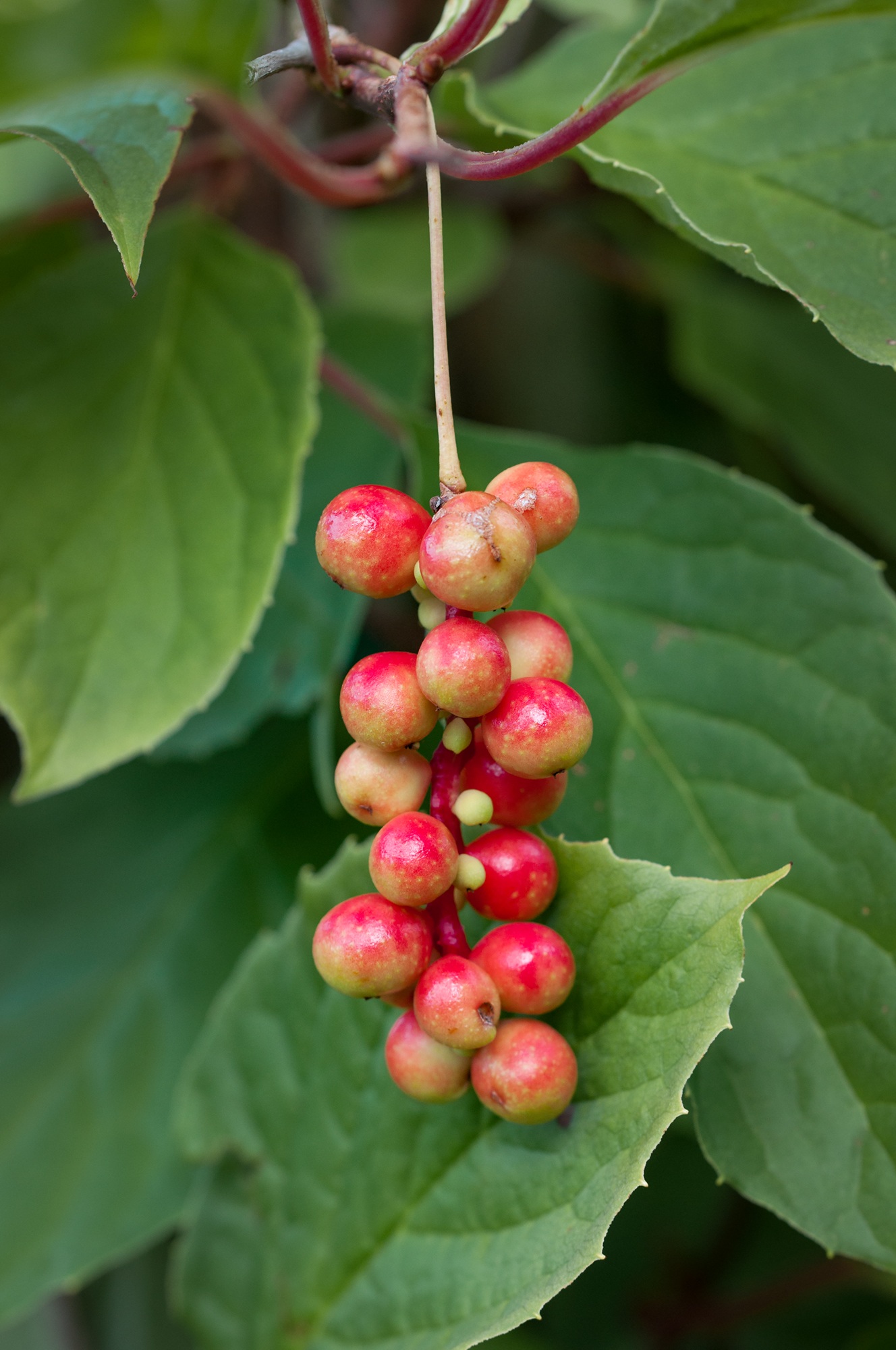 growth, nature, beauty in nature, bless you, no people, green color, delicious, day, close, fruits, berries, healthy, berry fruit, focus on foreground, Phone HD Wallpaper