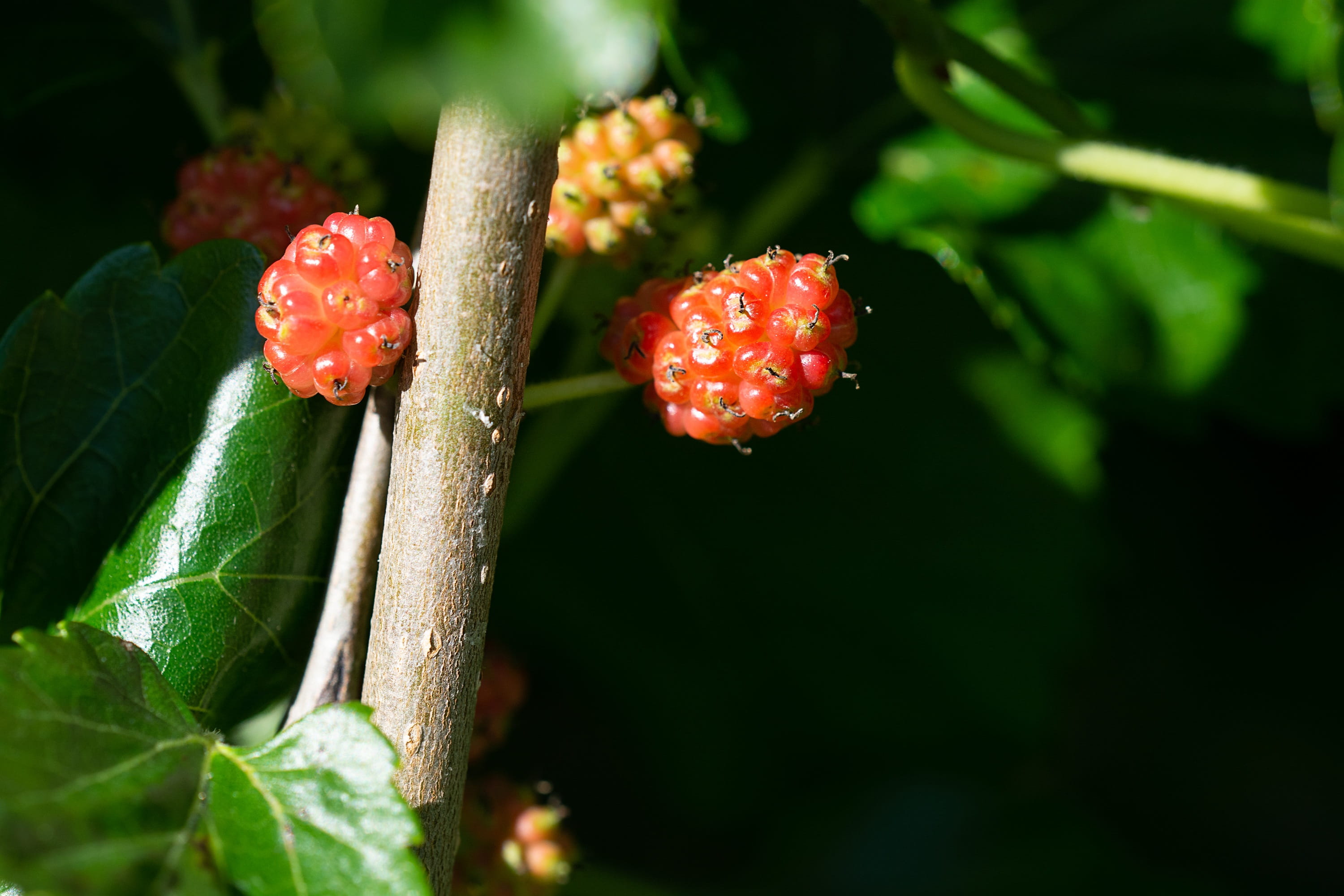 mulberries, nature, beauty in nature, plant, healthy, vegetable garden, plant part, close-up, immature, close up, growth, green color, outdoors, leaf, fragility, HD Wallpaper