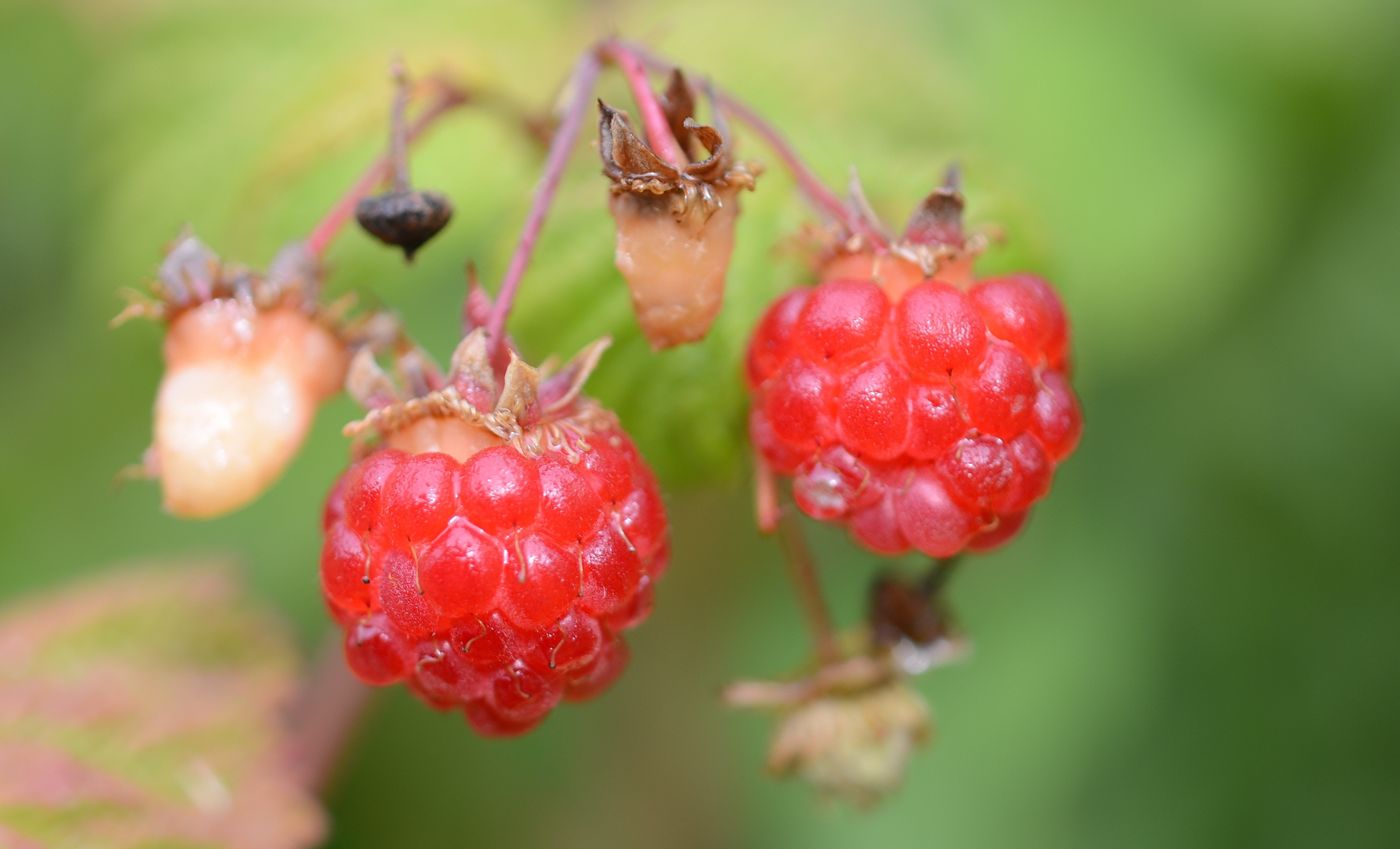 macro, fruit, food, raspberries, 4K, HD Wallpaper