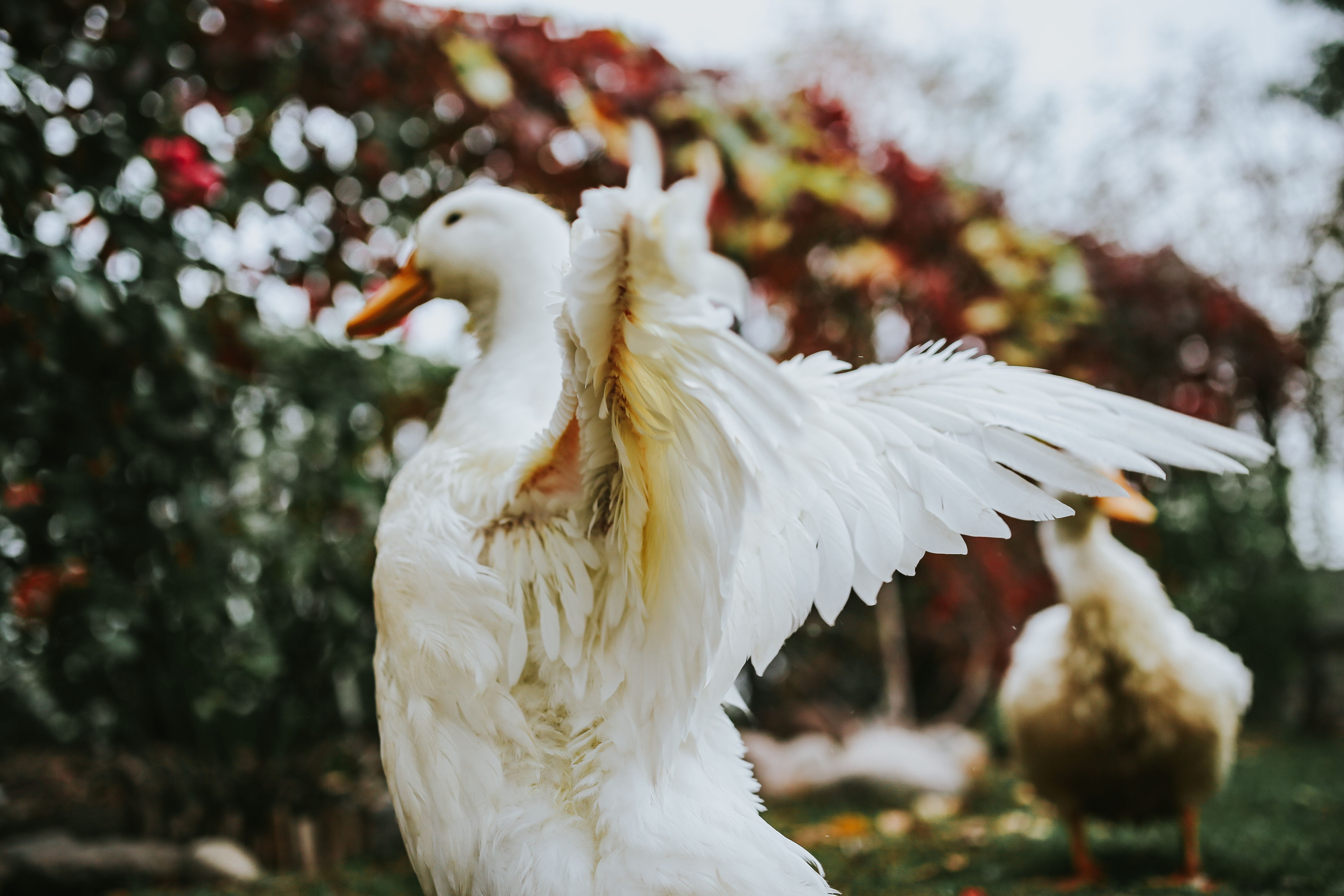 tree, animal body part, no people, focus on foreground, mouth open, spread wings, nature, close-up, vertebrate, animals in the wild, animal wildlife, one animal, HD Wallpaper