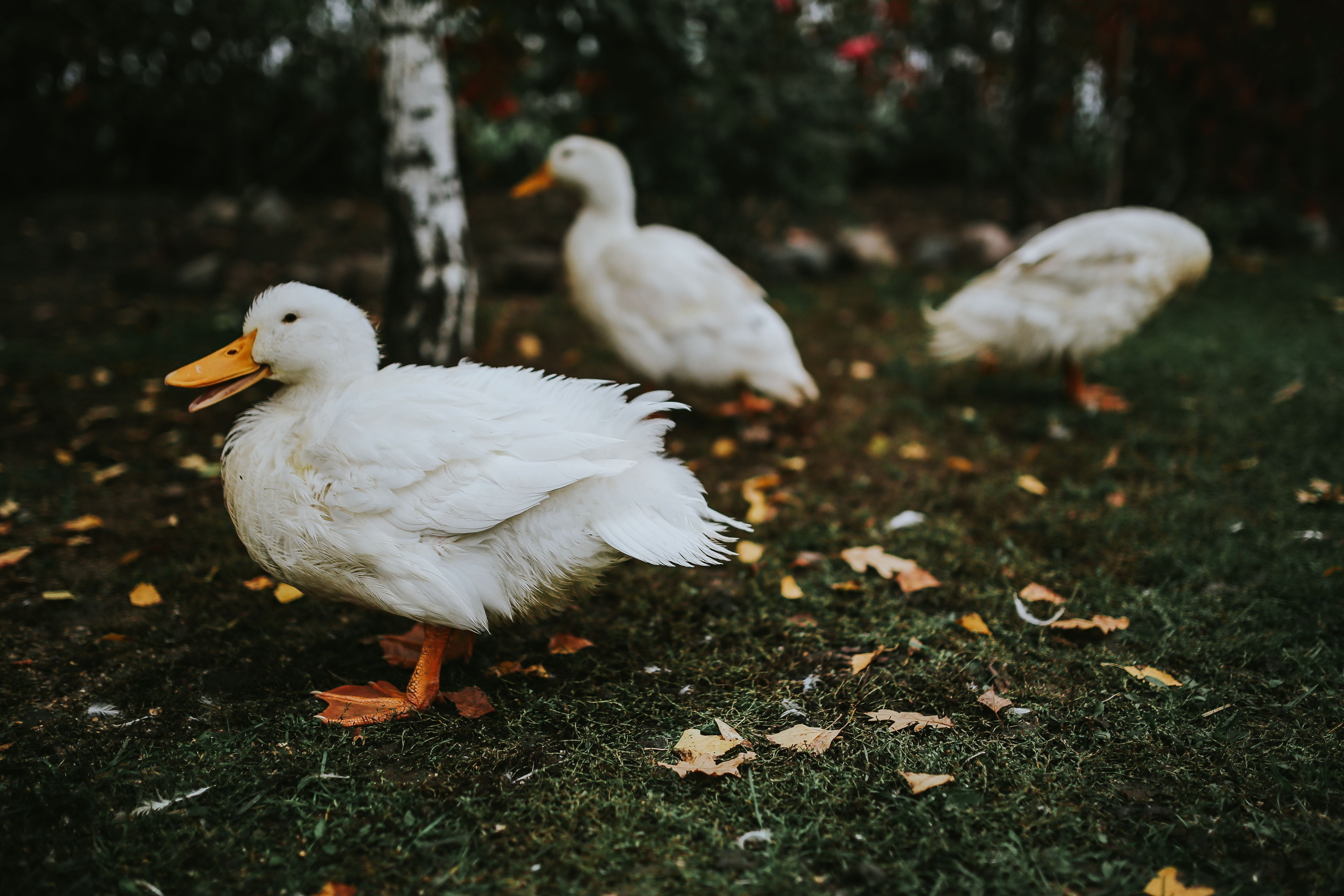 goose, two animals, White, poultry, bird, nature, 5K, focus on foreground, no people, beak, leaves, plant, animals in the wild, duck, group of animals, HD Wallpaper