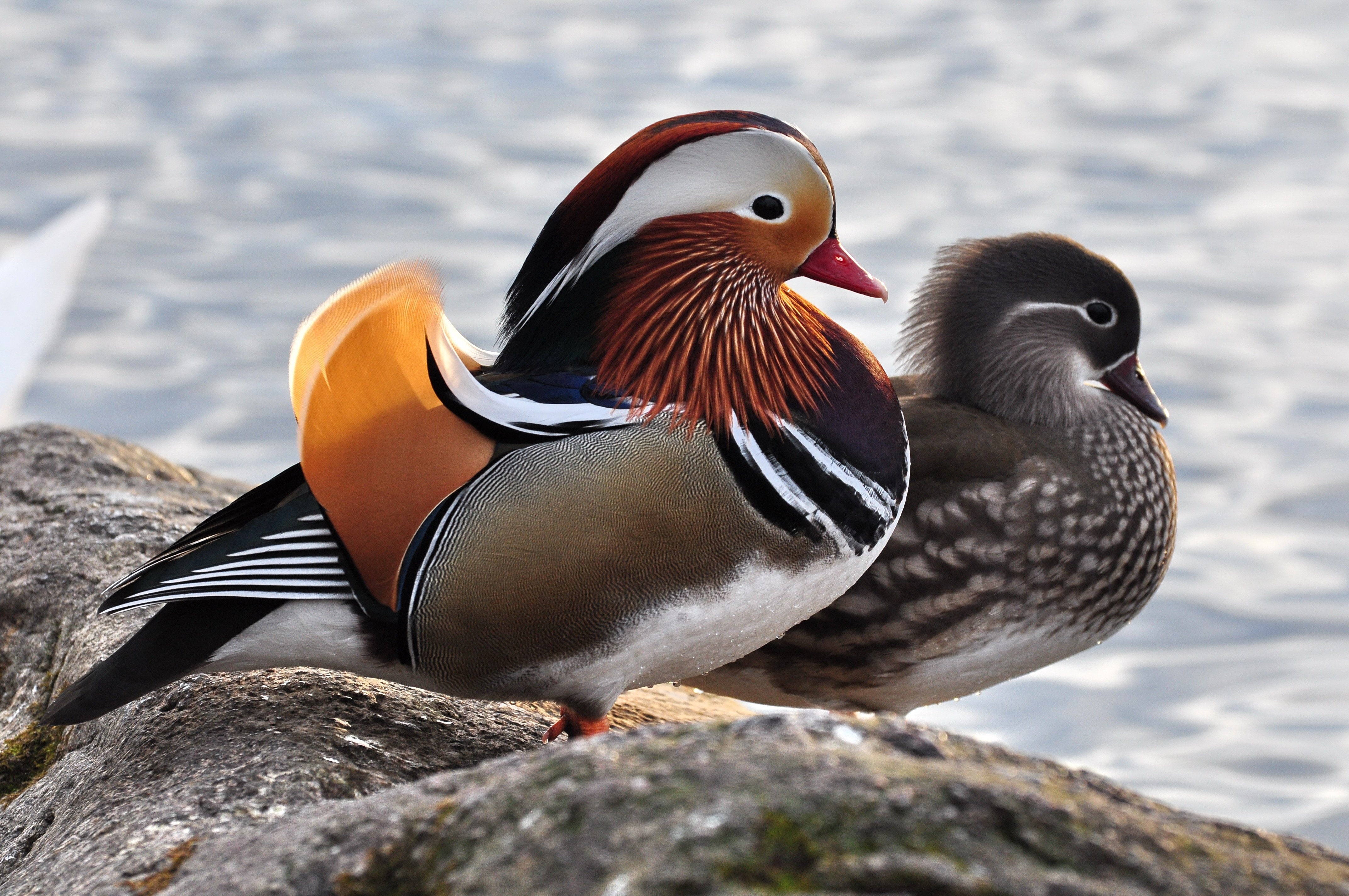 animal wildlife, Jpg, rock - object, bird, animal themes, vertebrate, ducks, 4K, Mandarin, water, rock, 73, solid, mandarin duck, duck, no people, two animals, HD Wallpaper