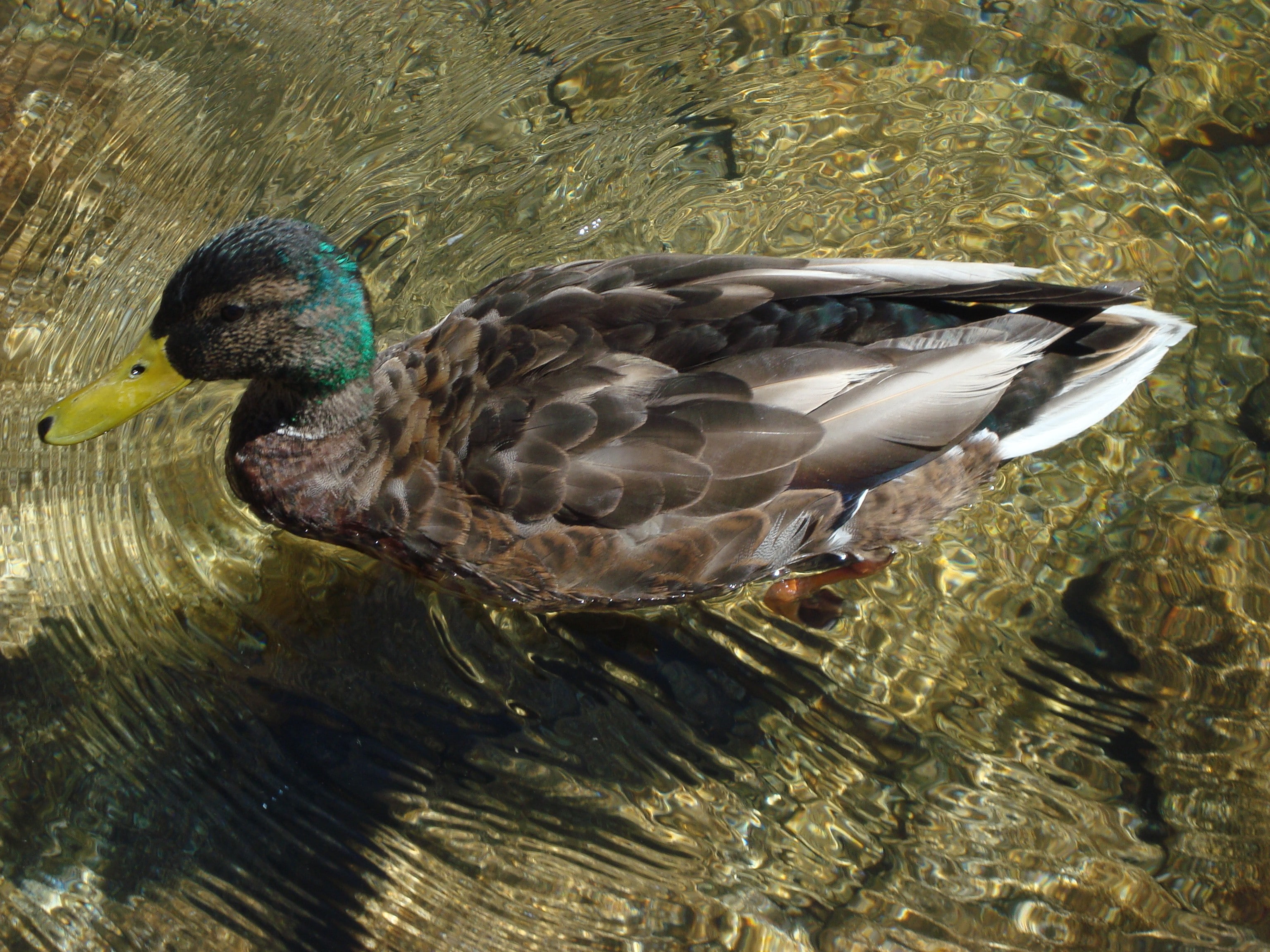 animals, birds, 2K, duck, HD Wallpaper