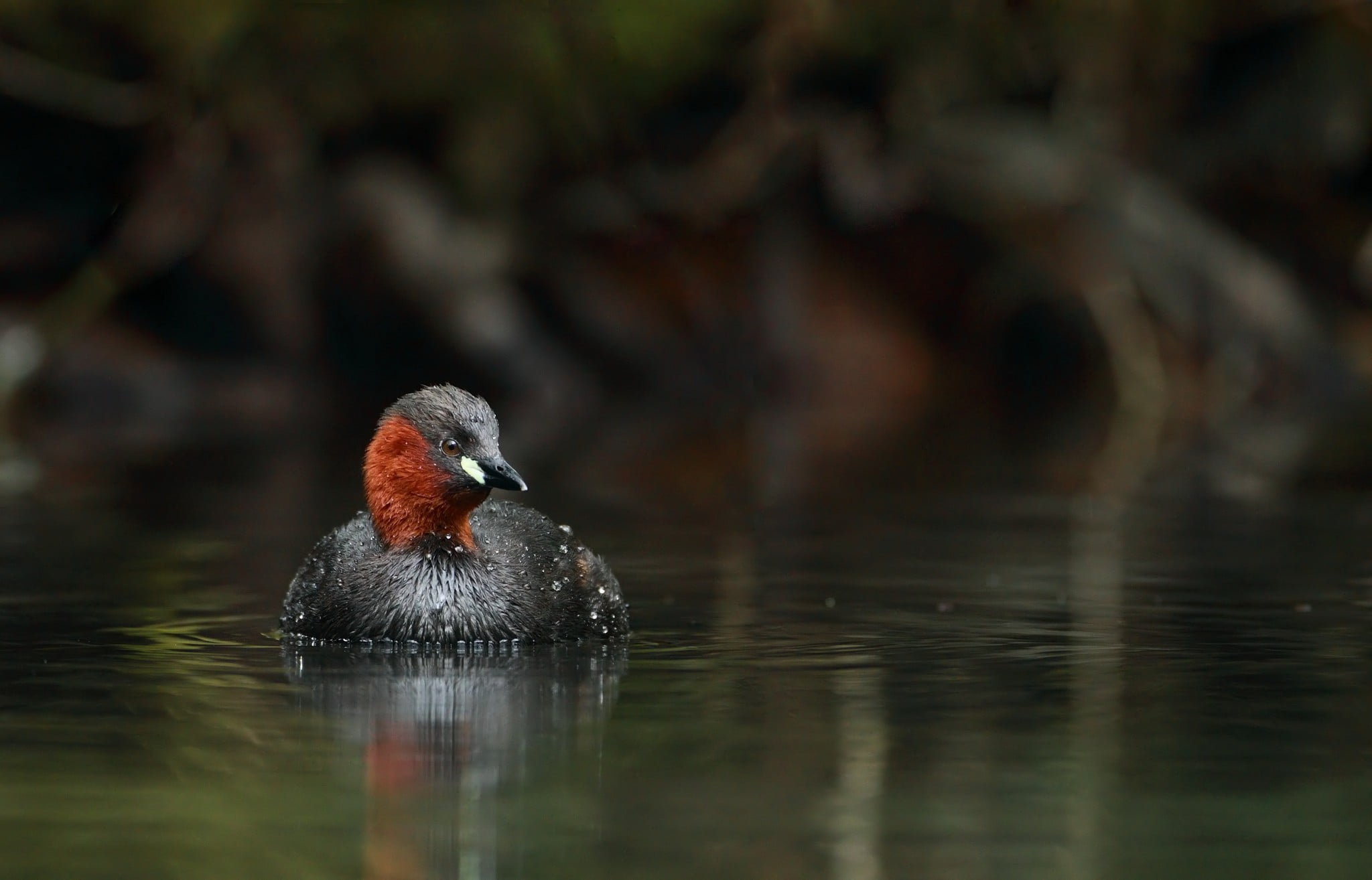 outdoors, animals, selective focus, no people, waterfront, vertebrate, reflection, 1080P, animals in the wild, animal wildlife, duck, animal themes, one animal, HD Wallpaper