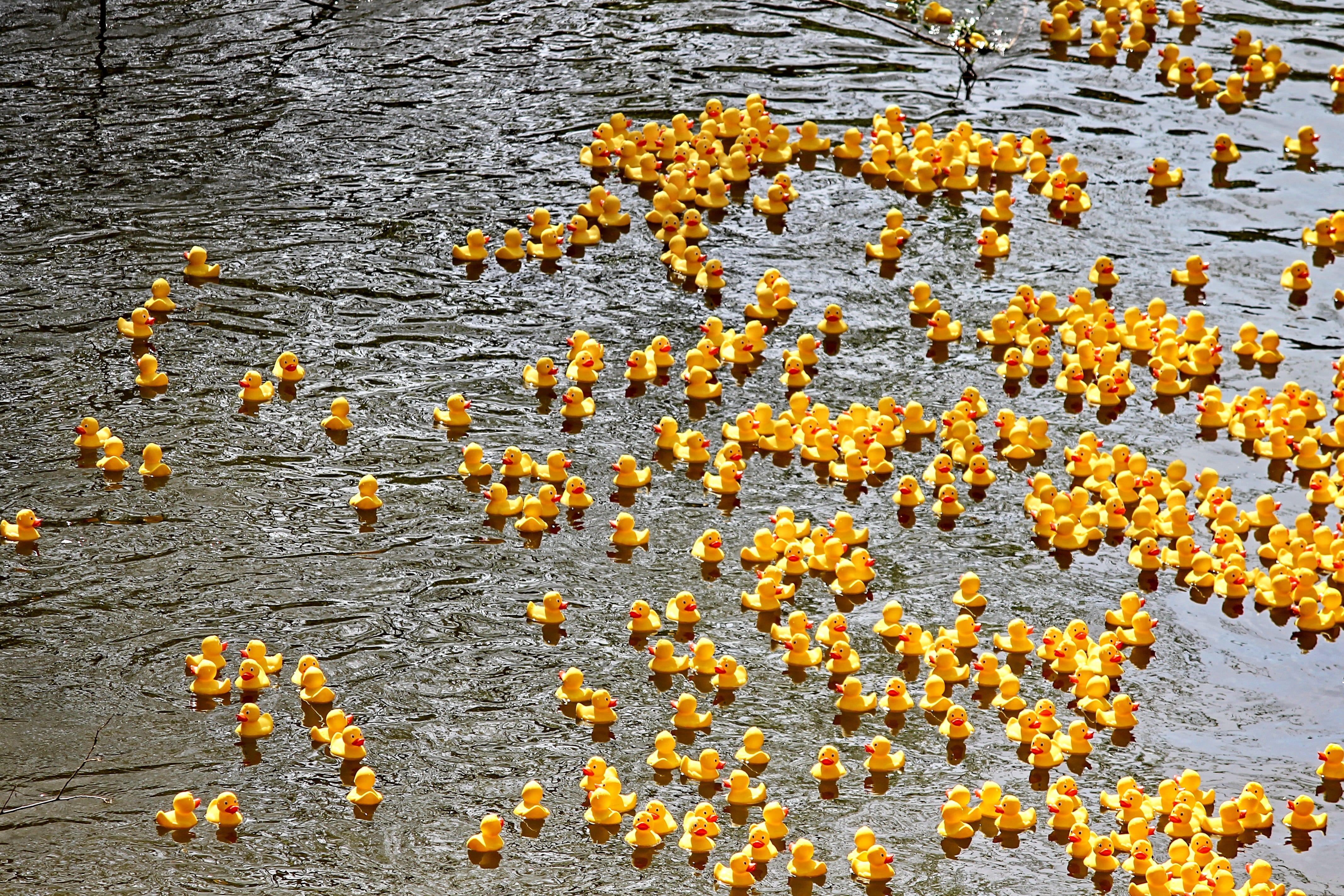 rubber ducks, outdoors, beauty in nature, event, sunlight, plant, water, full frame, toy ducks, competition, ducks, orange color, abundance, land, duck race, HD Wallpaper