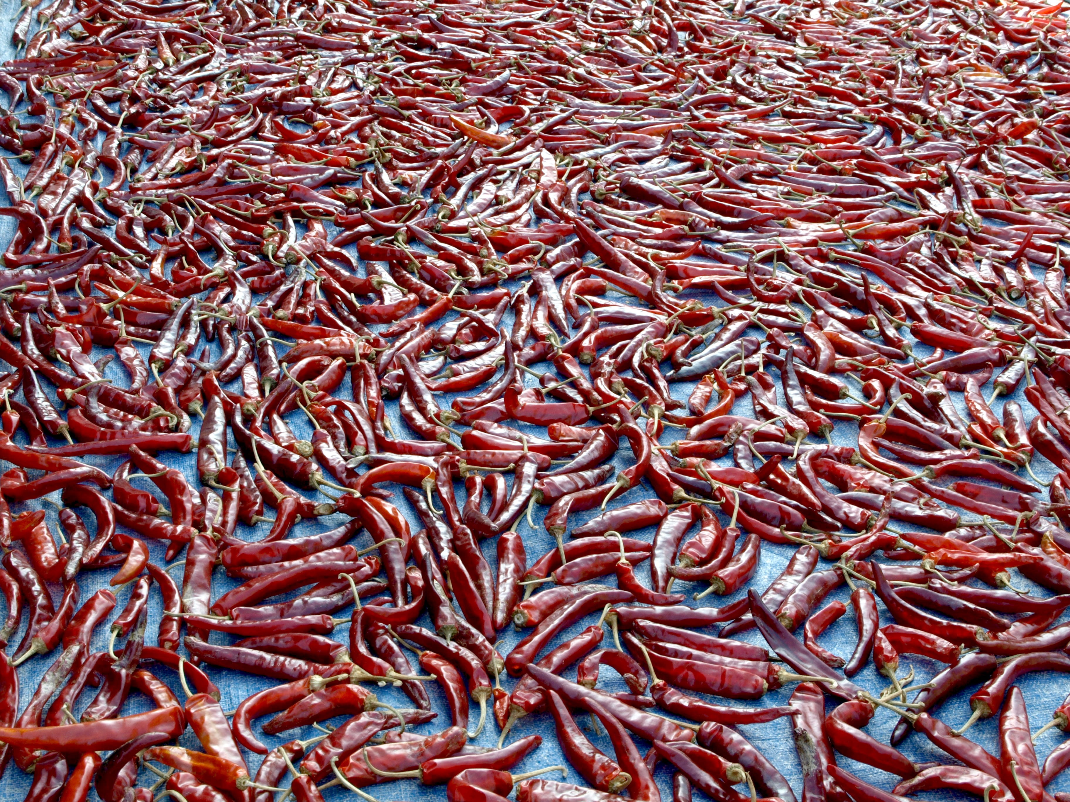 no people, fish, chilli powder making, for sale, wellbeing, spicy, still life, 2K, fishing industry, freshness, red, backgrounds, food, day, high angle view, HD Wallpaper