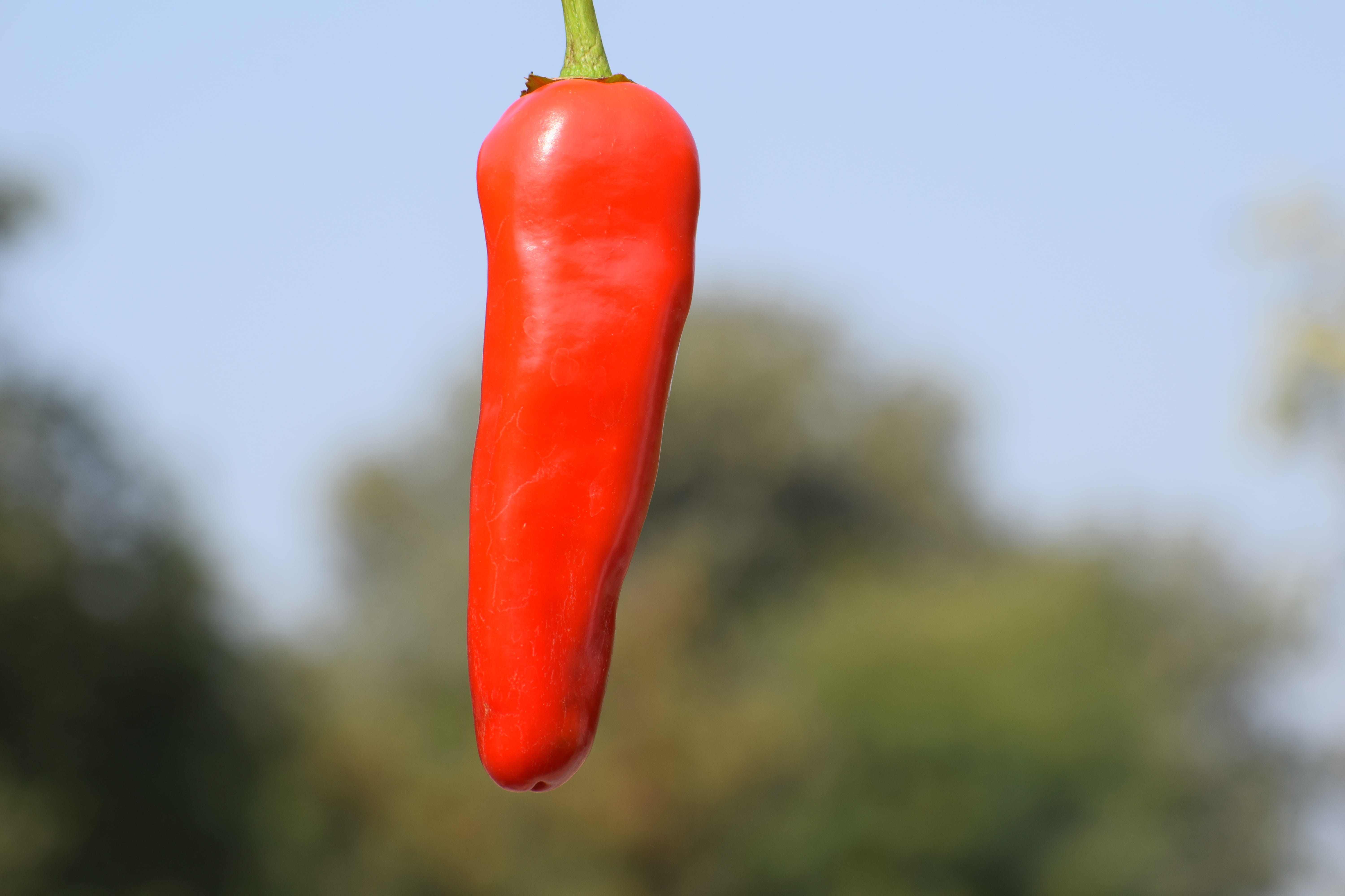 day, pepper, hanging, fresh, hot, kitchen, ripe, close-up, spices, outdoors, nature, vegetable, freshness, cooking, paprika, red chili pepper, food, food and drink, HD Wallpaper