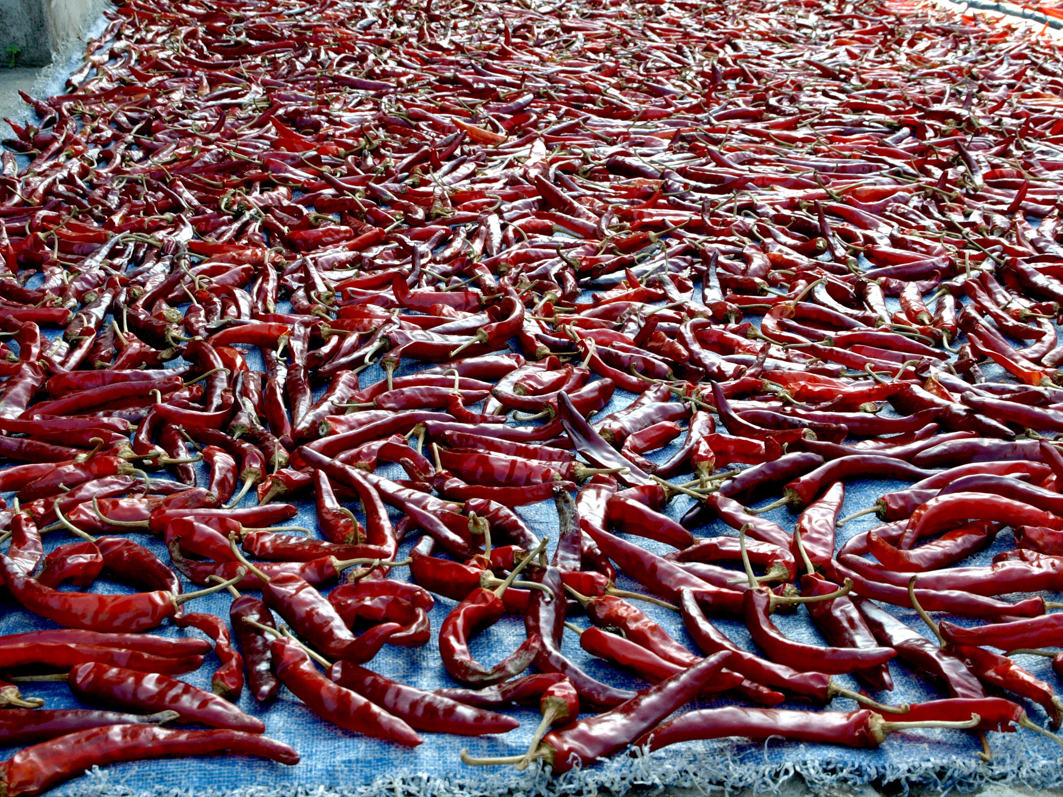 chili pepper, large group of objects, vertebrate, retail, seafood, red, spicy, freshness, animal, fishing industry, market, 2K, red chili pepper, fish, HD Wallpaper