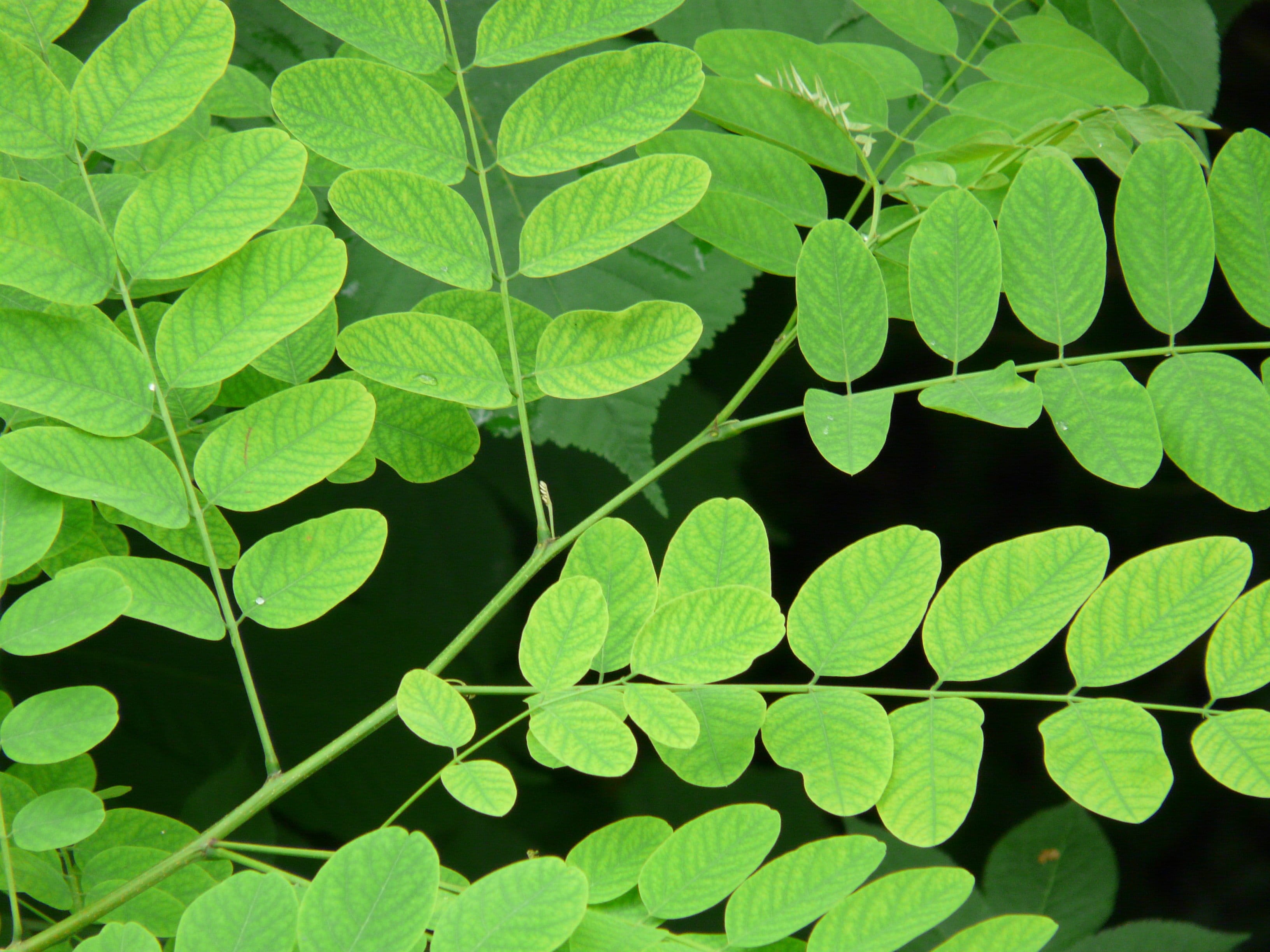 full frame, high angle view, no people, ornamental plant, common maple, beauty in nature, close-up, growth, tree, plant part, leaves, lush foliage, robinia pseudoacacia, HD Wallpaper