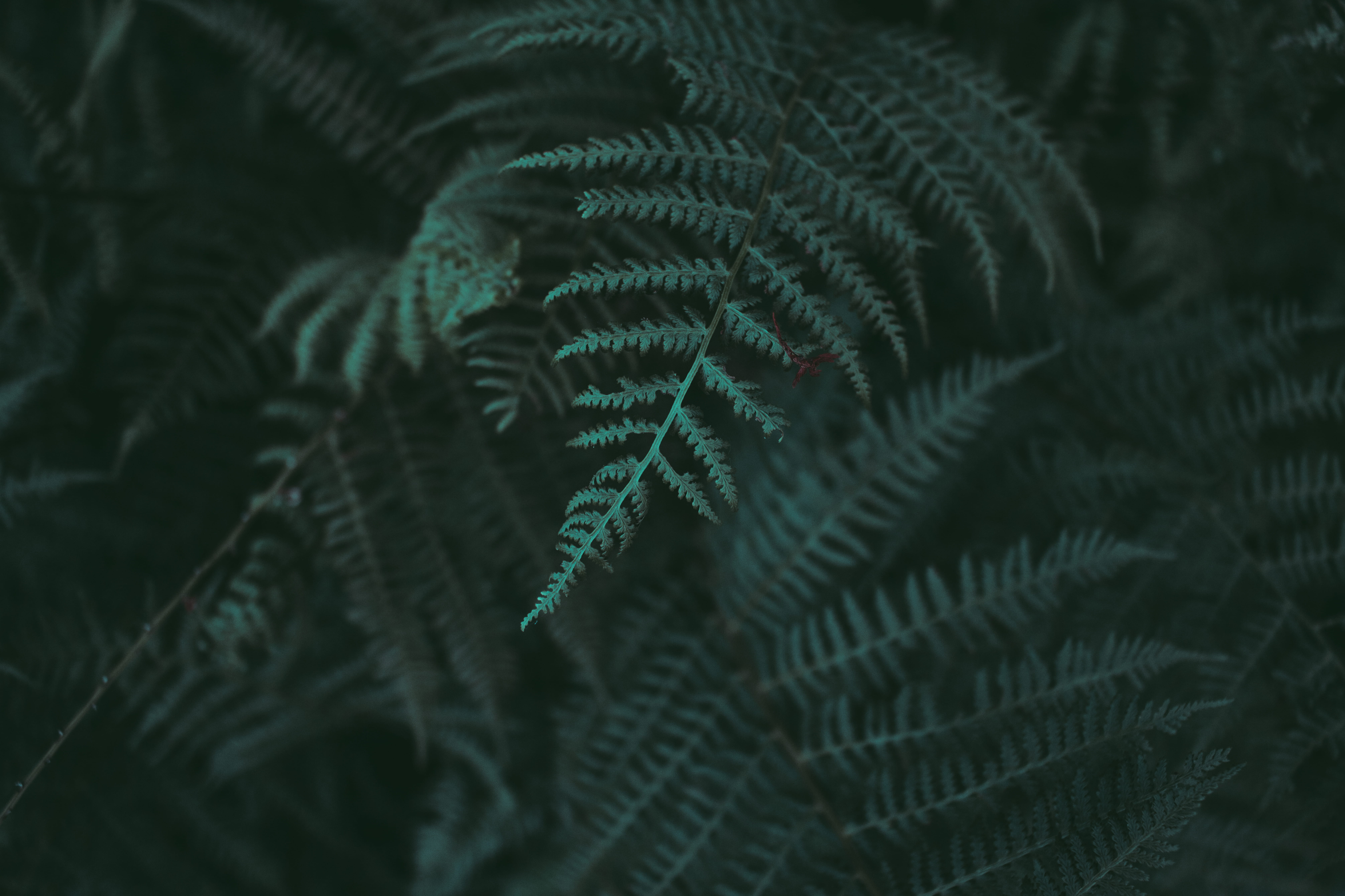 tree, leaf, 8K, natural pattern, pattern, closeup, close-up, dark green, life, fragility, focus, plant, photo, fern, green color, no people, vulnerability, HD Wallpaper