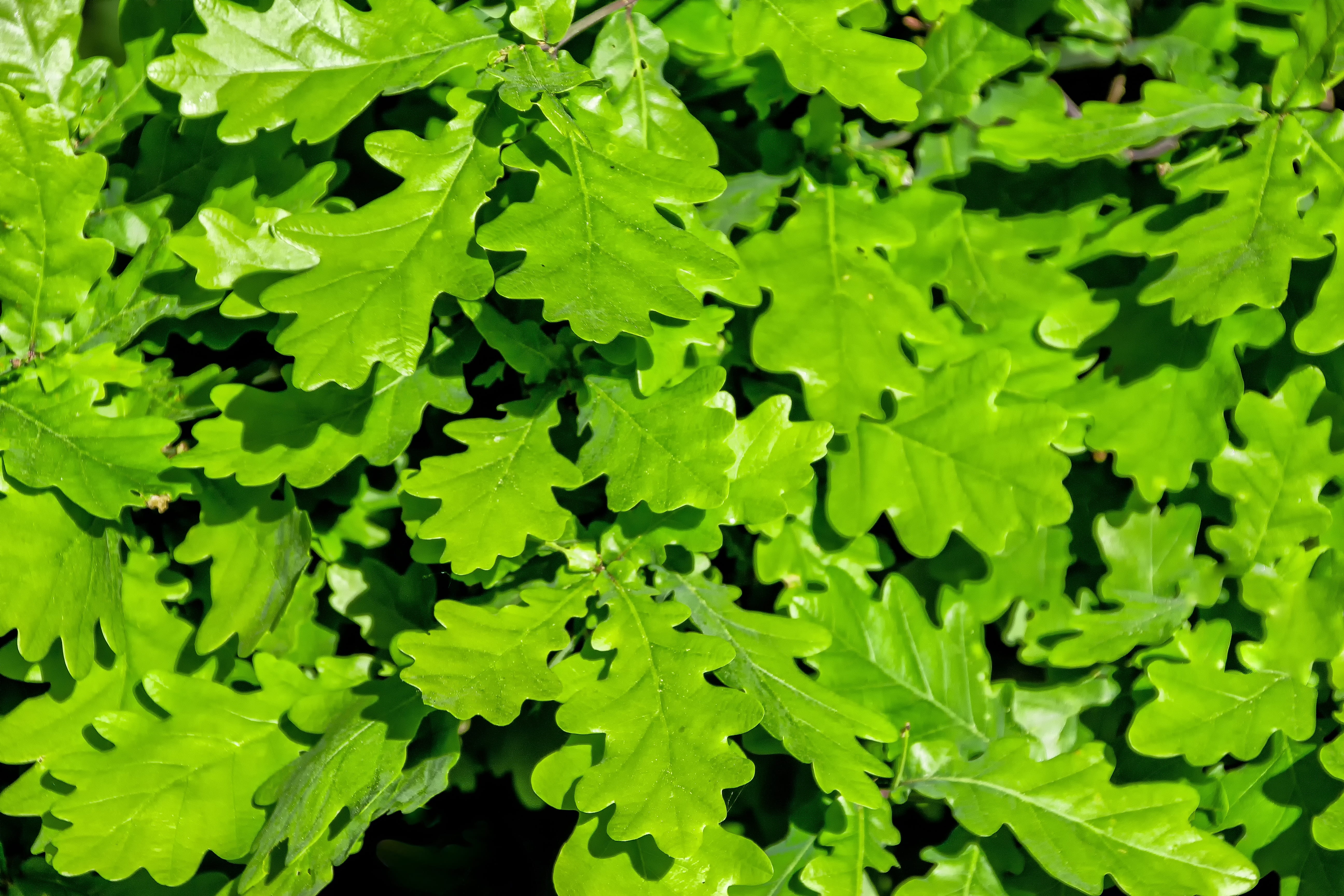 green color, green, vegetable, outdoors, deciduous tree, leaf, oak, branch, beauty in nature, spring, no people, backgrounds, plant, high angle view, oak leaves, HD Wallpaper