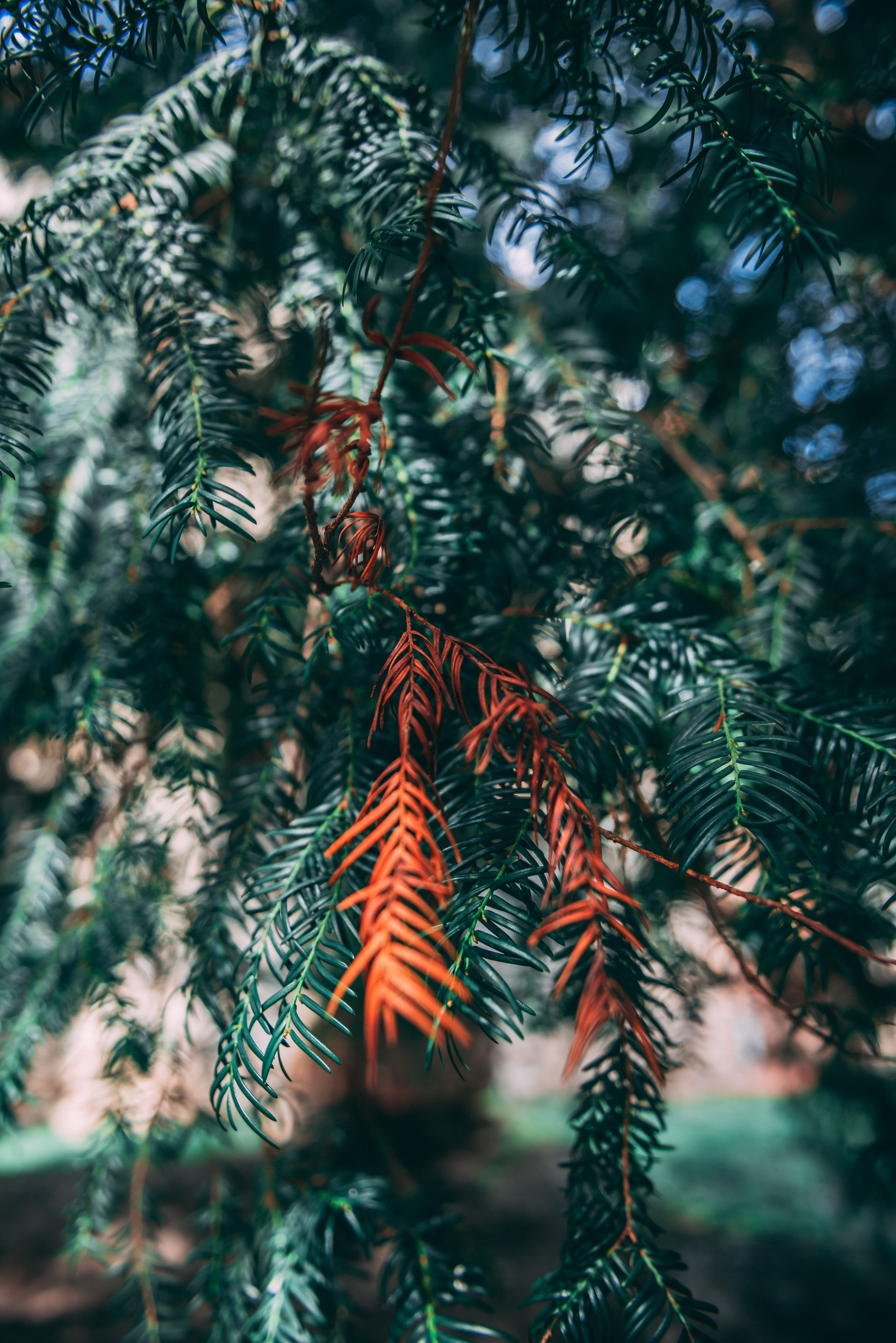greenery, summer, plant, tree, outdoors, branch, fine, leafed, christmas, fir, close up, red branch, 5K, pinaceae, selective focus, coniferous tree, pine tree, Phone HD Wallpaper