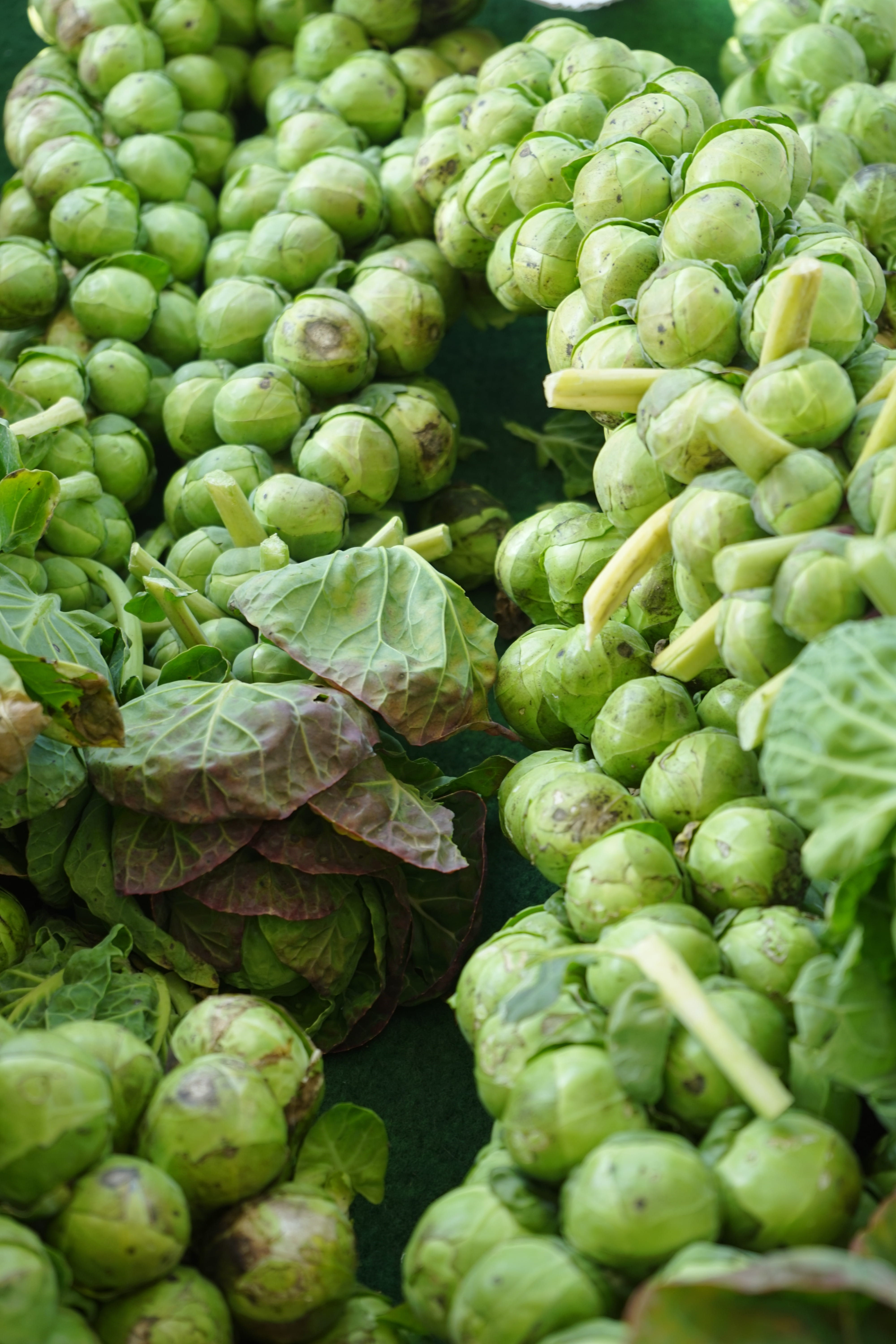 green color, wellbeing, backgrounds, close-up, food, 5K, abundance, ripe, brussels sprout, market, healthy eating, brassica oleracea var, brussels sprouts, Phone HD Wallpaper