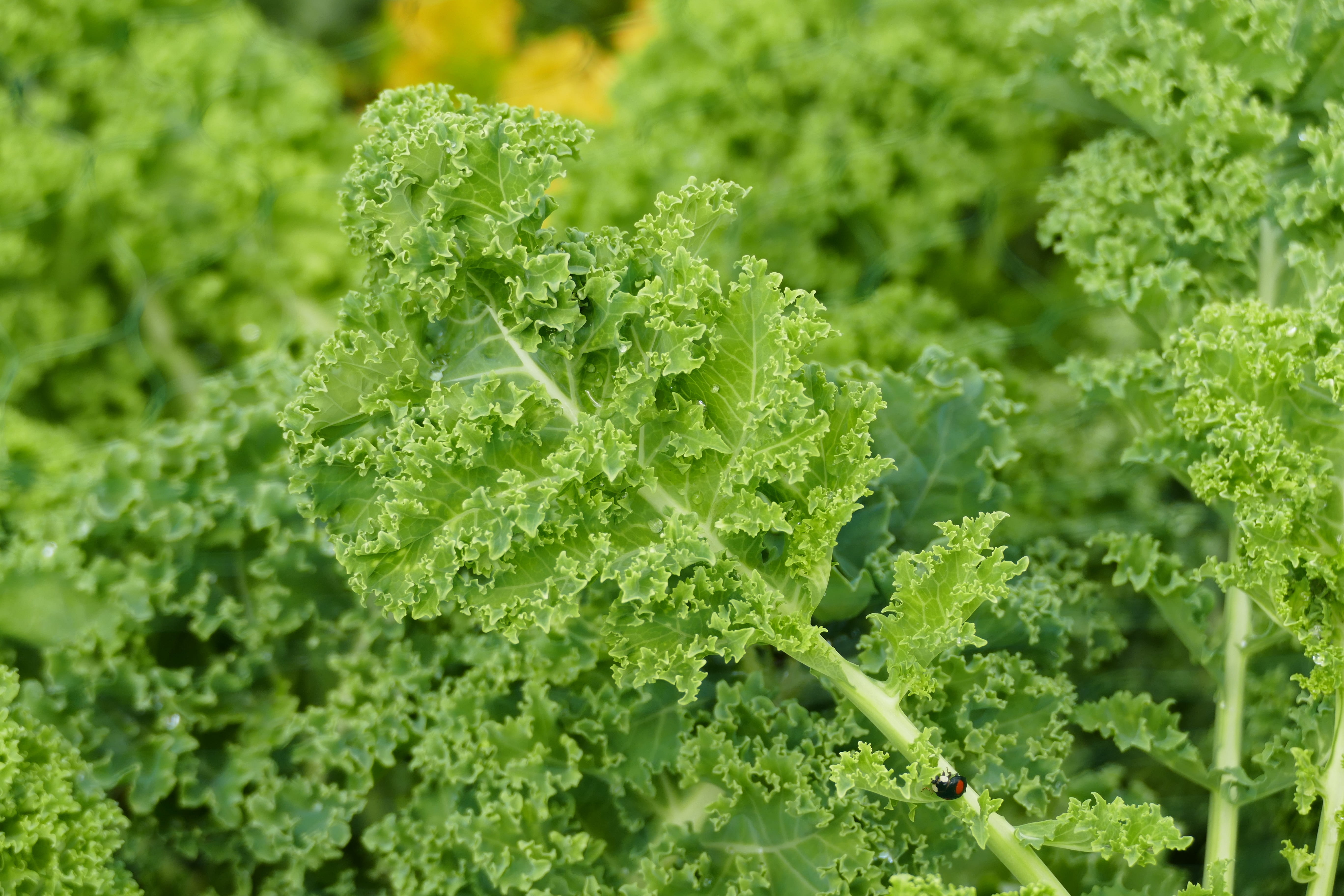 vegetables, healthy eating, harvest, green color, kohl, green, fresh, plant part, full frame, garden, no people, eat, bio, 5K, agriculture, kale, day, HD Wallpaper