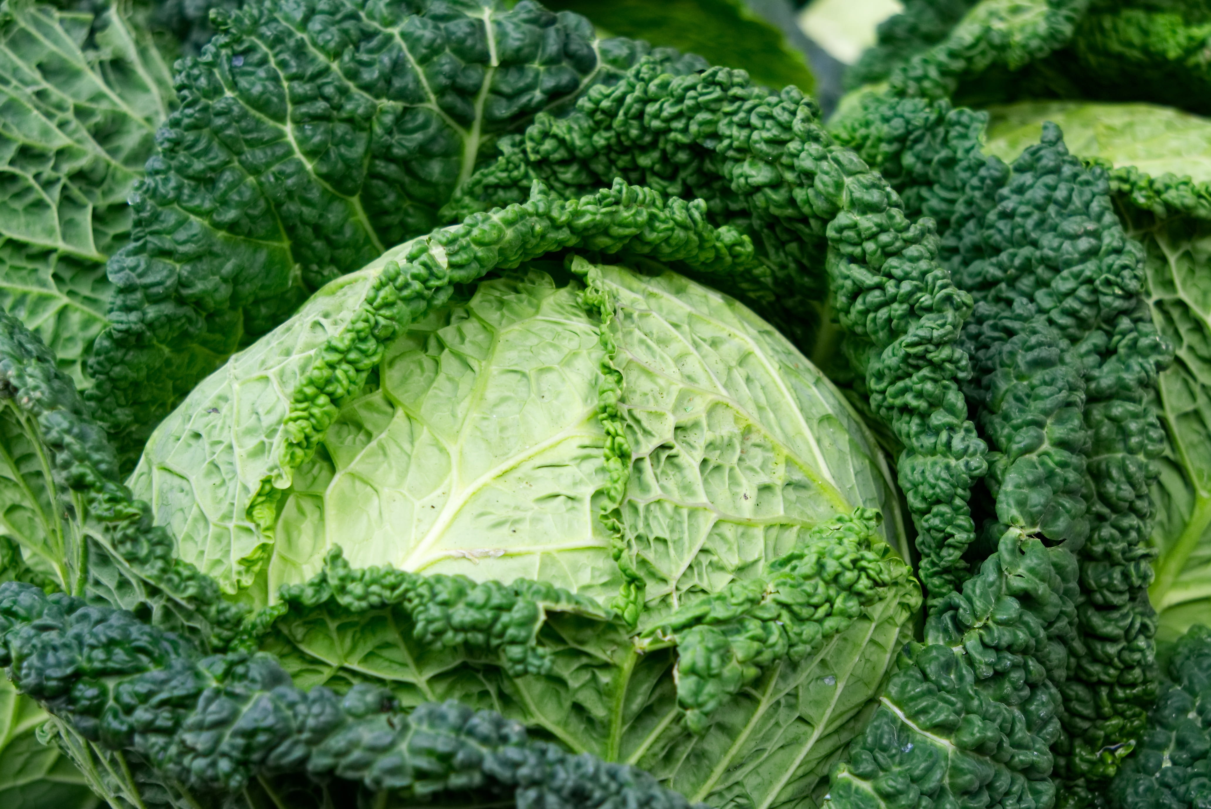 fresh, food and drink, healthy eating, agriculture, close-up, savoy cabbage, no people, full frame, kale, lettuce, indoors, kohl, 4K, nutrition, vegetables, HD Wallpaper