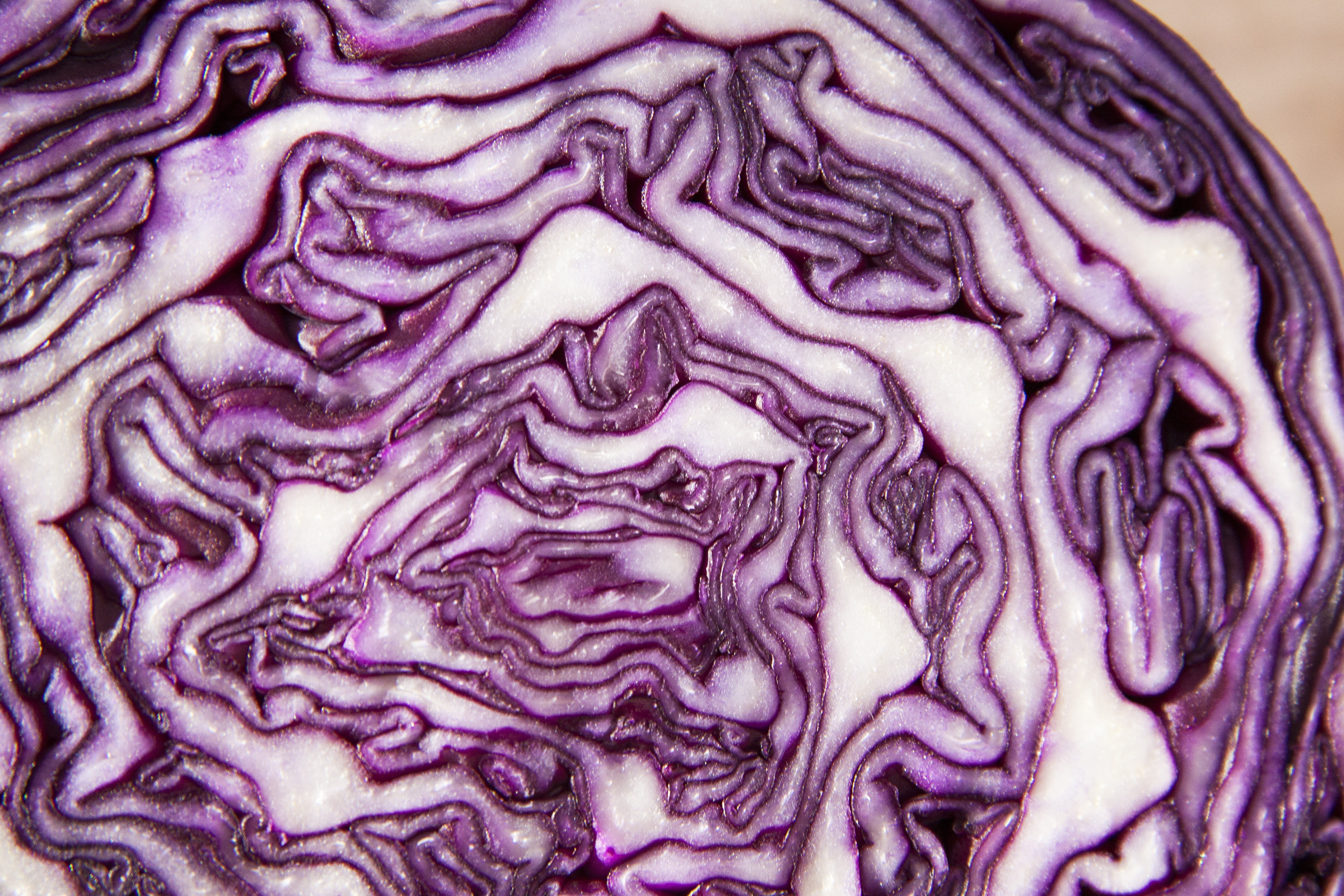 food and drink, close-up, vegetables, slice, cabbage, wellbeing, full frame, agriculture, pattern, vegetable, crop, blue, violet, brain, raw food, winter vegetables, HD Wallpaper