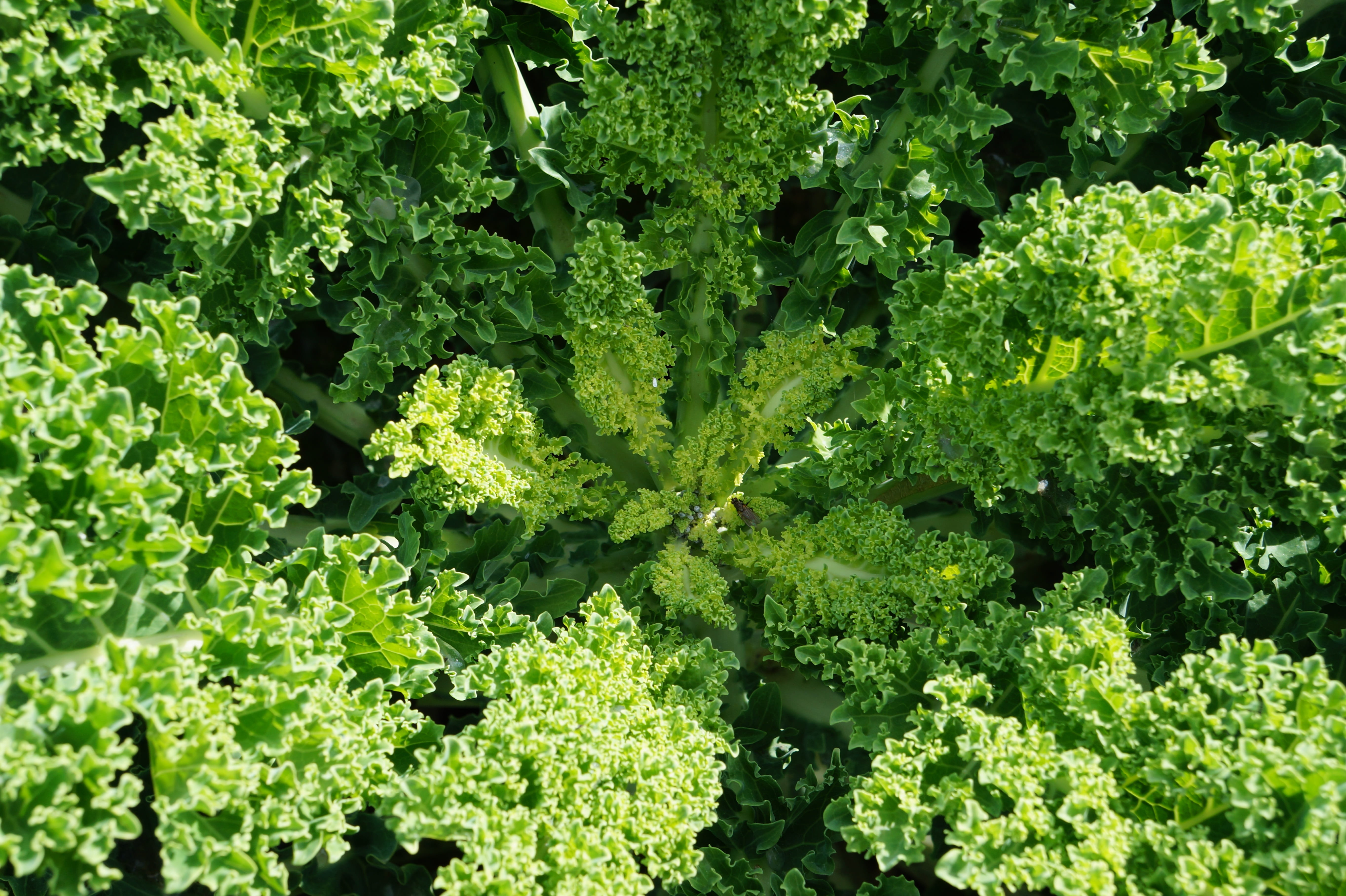 nature, eat, food, vegetable, outdoors, bio, vitamins, backgrounds, no people, beauty in nature, kohl, healthy, leaves, close-up, day, green, growth, green color, HD Wallpaper