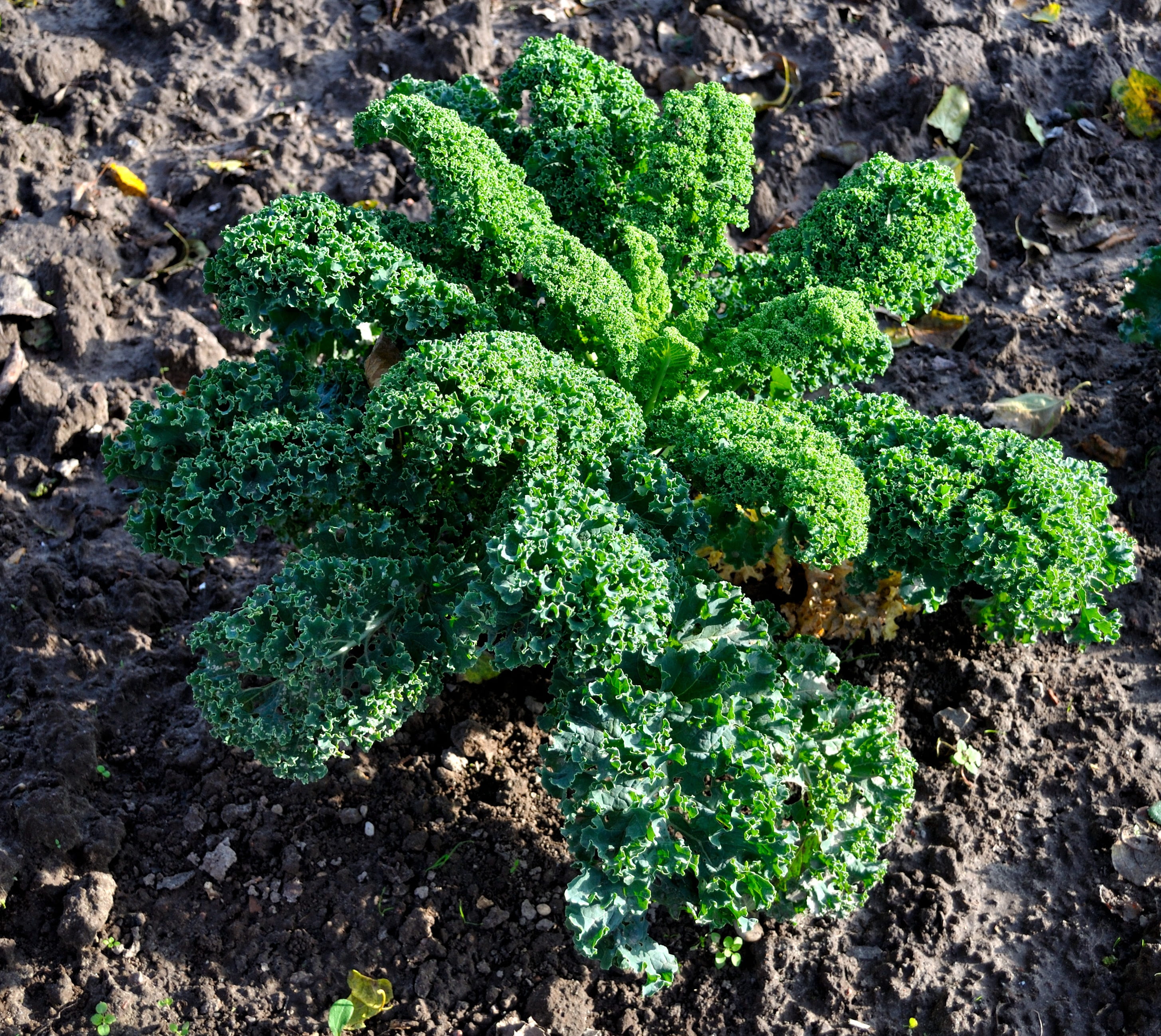 freshness, leaf, tasty, day, food, nature, garden, cook, winter vegetables, vegetable plant, vegetables, green leaves, directly above, no people, plant part, HD Wallpaper