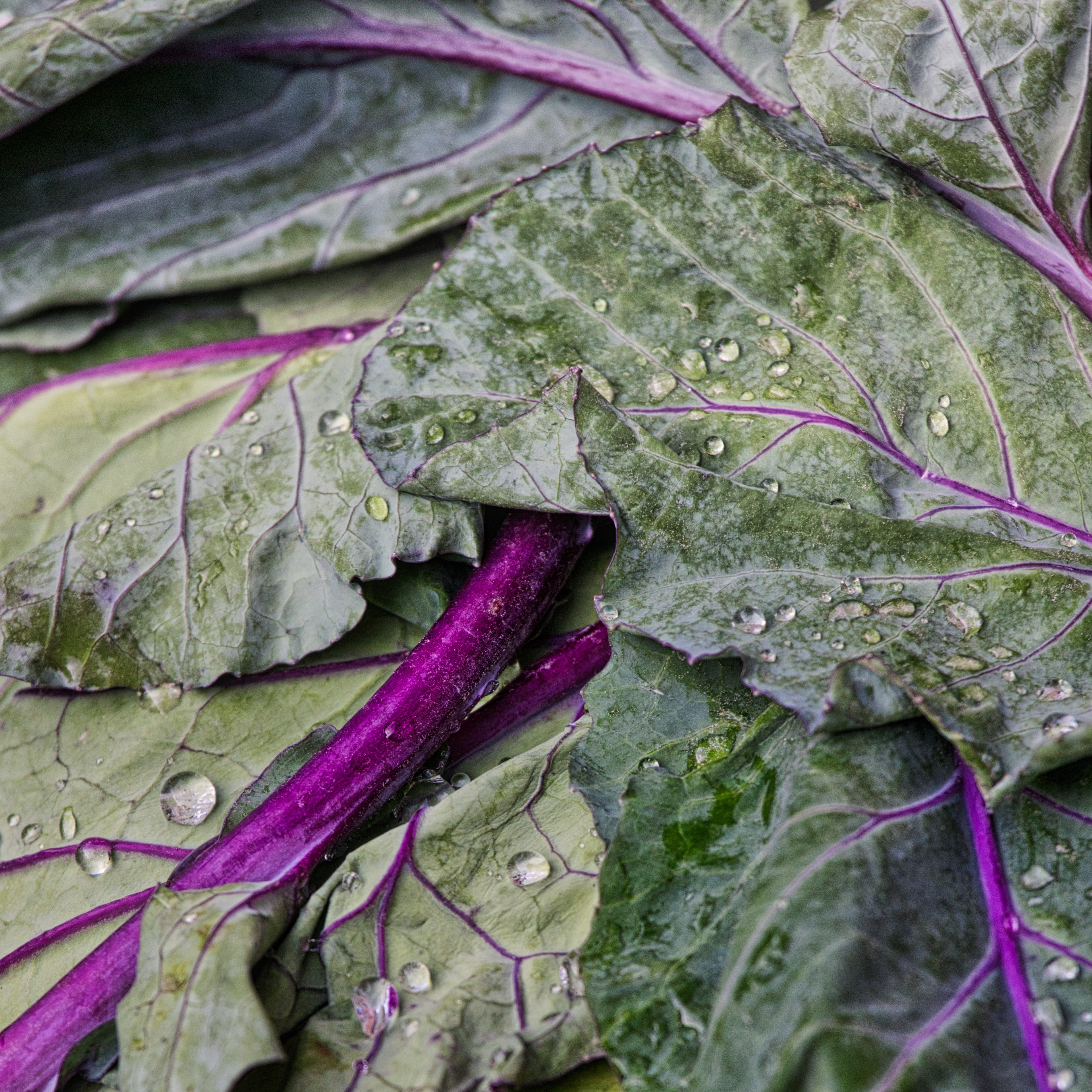 vegetable, food, kohl, healthy, freshness, vegetarian, purple, wet, background, wellbeing, leaf, vegetables, kohlrabi, plant, food and drink, vitamins, Phone HD Wallpaper