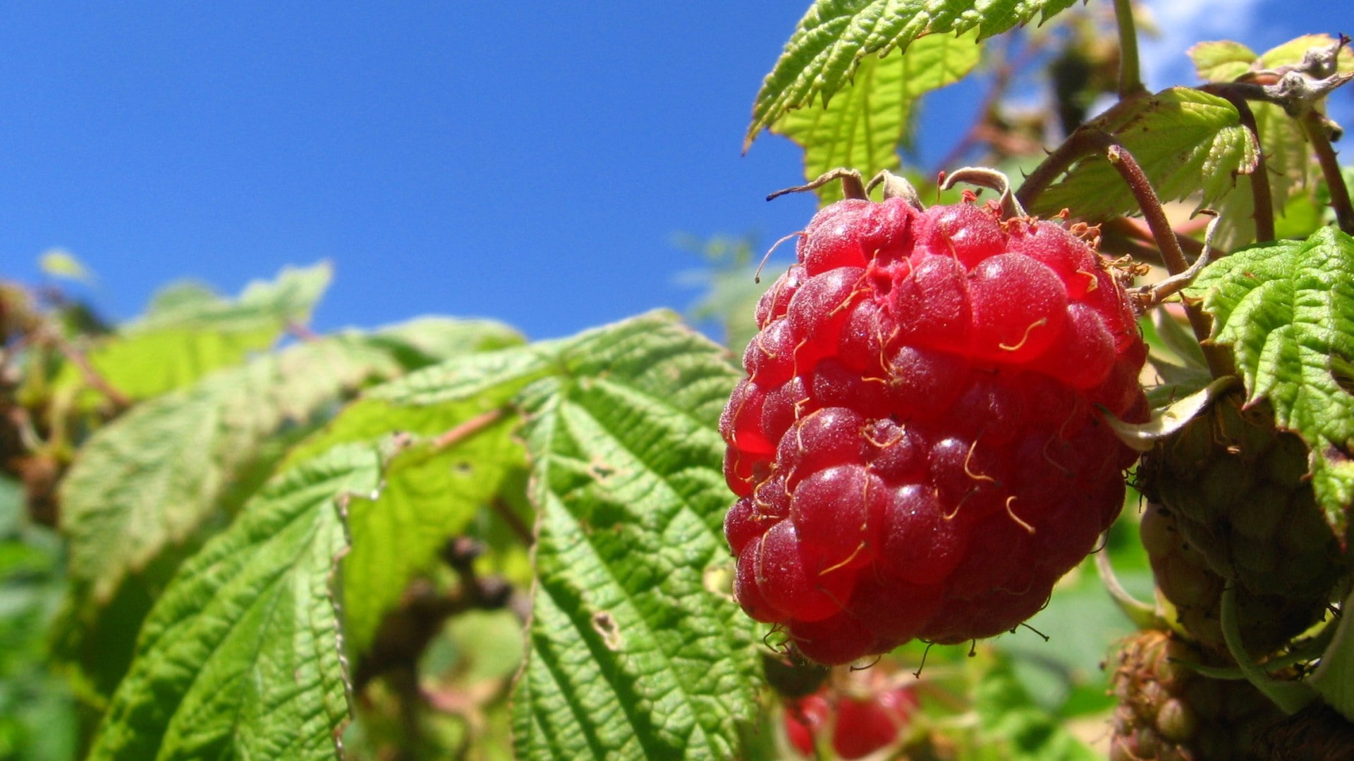 healthy eating, nature, ripe, berry fruit, food and drink, day, agriculture, green color, growth, macro, freshness, fruit, wellbeing, leaf, 1080P, food, HD Wallpaper