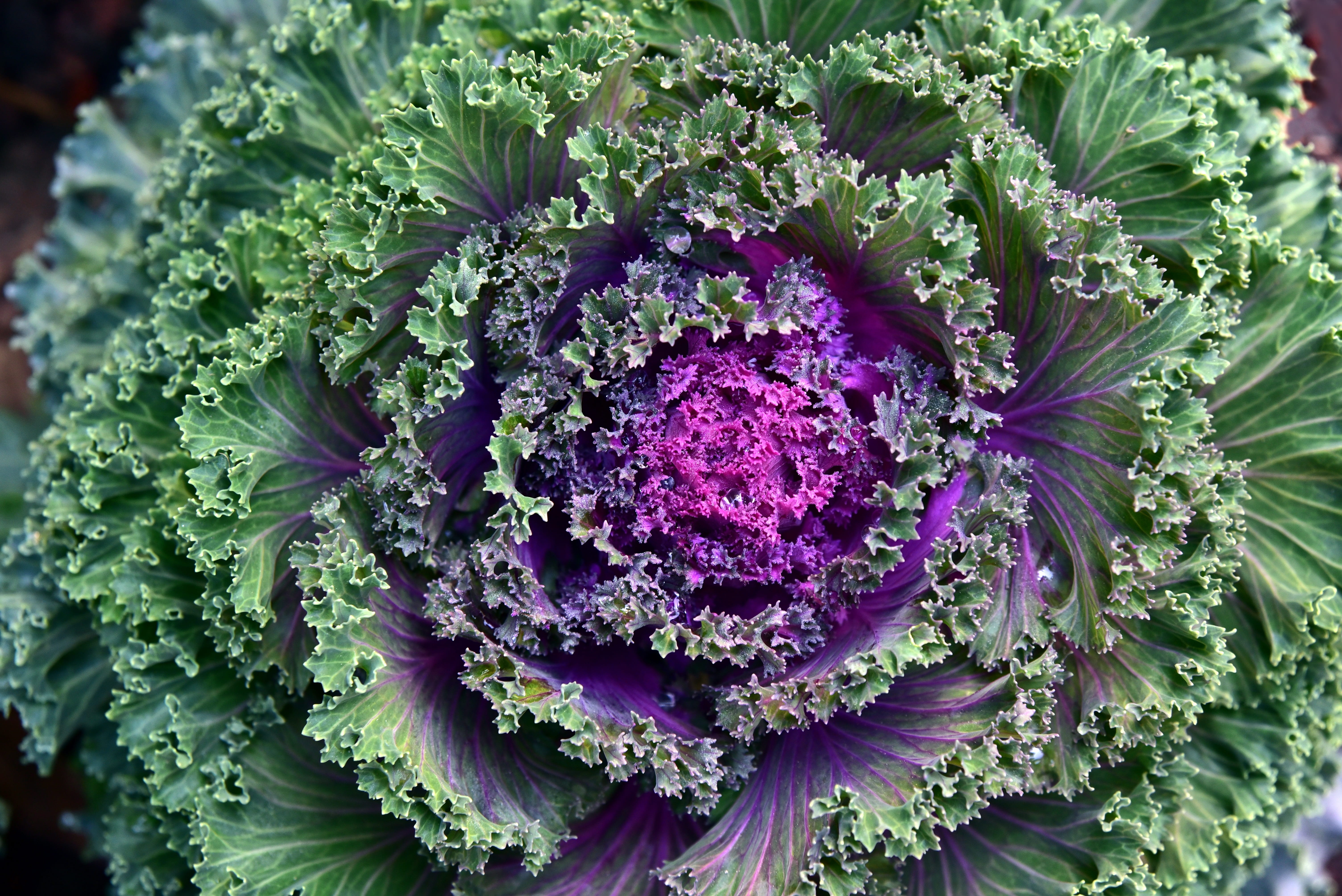 winter jewelry, flower head, vegetables, plant, cabbage leaf, full frame, rosette, acephala, food, cabbage green, freshness, ornamental vegetables, day, HD Wallpaper