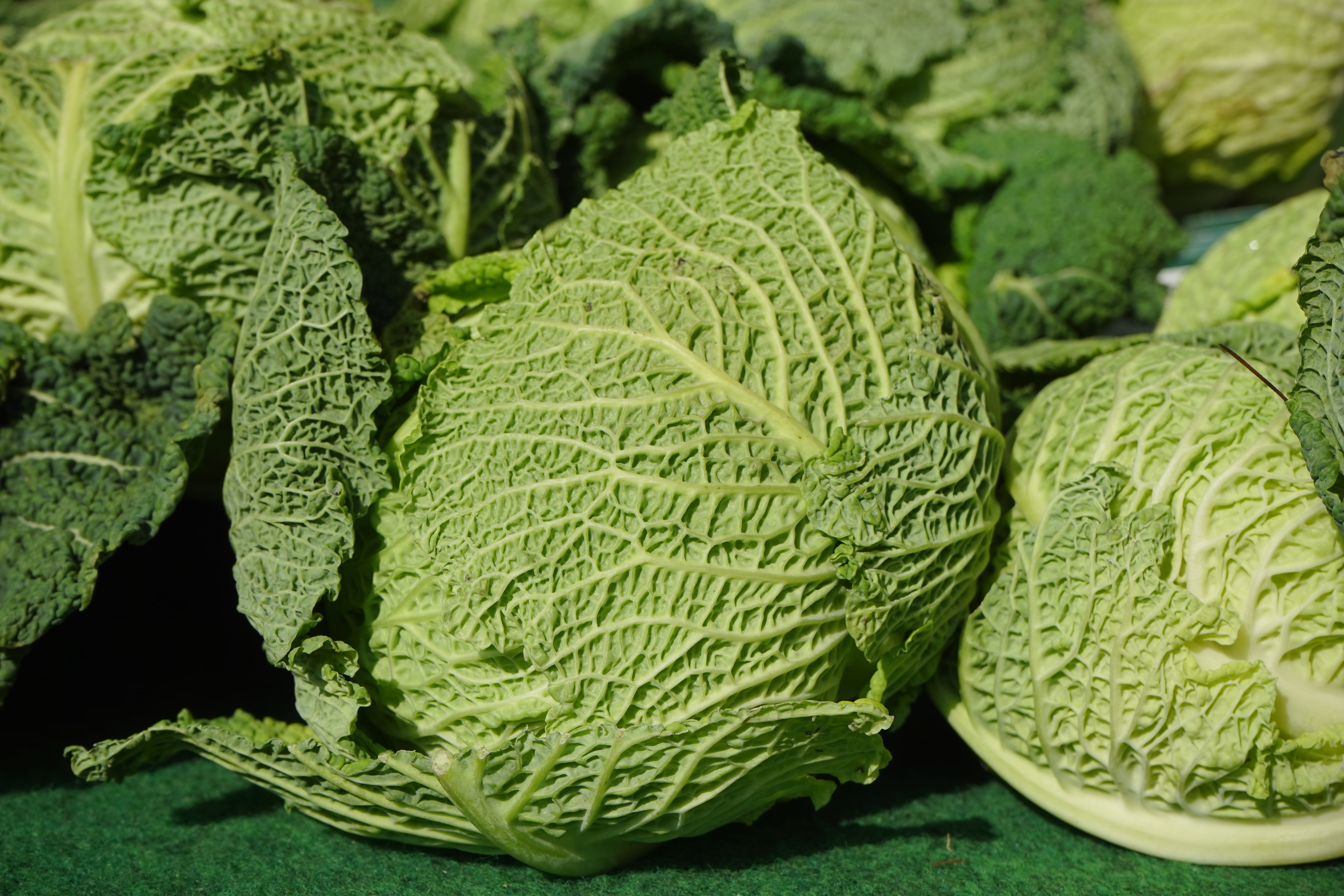 agriculture, green, 5K, welsch carbonate, krause leaves, head cabbage, day, backgrounds, Vegetables, wellbeing, full frame, green color, no people, still life, HD Wallpaper