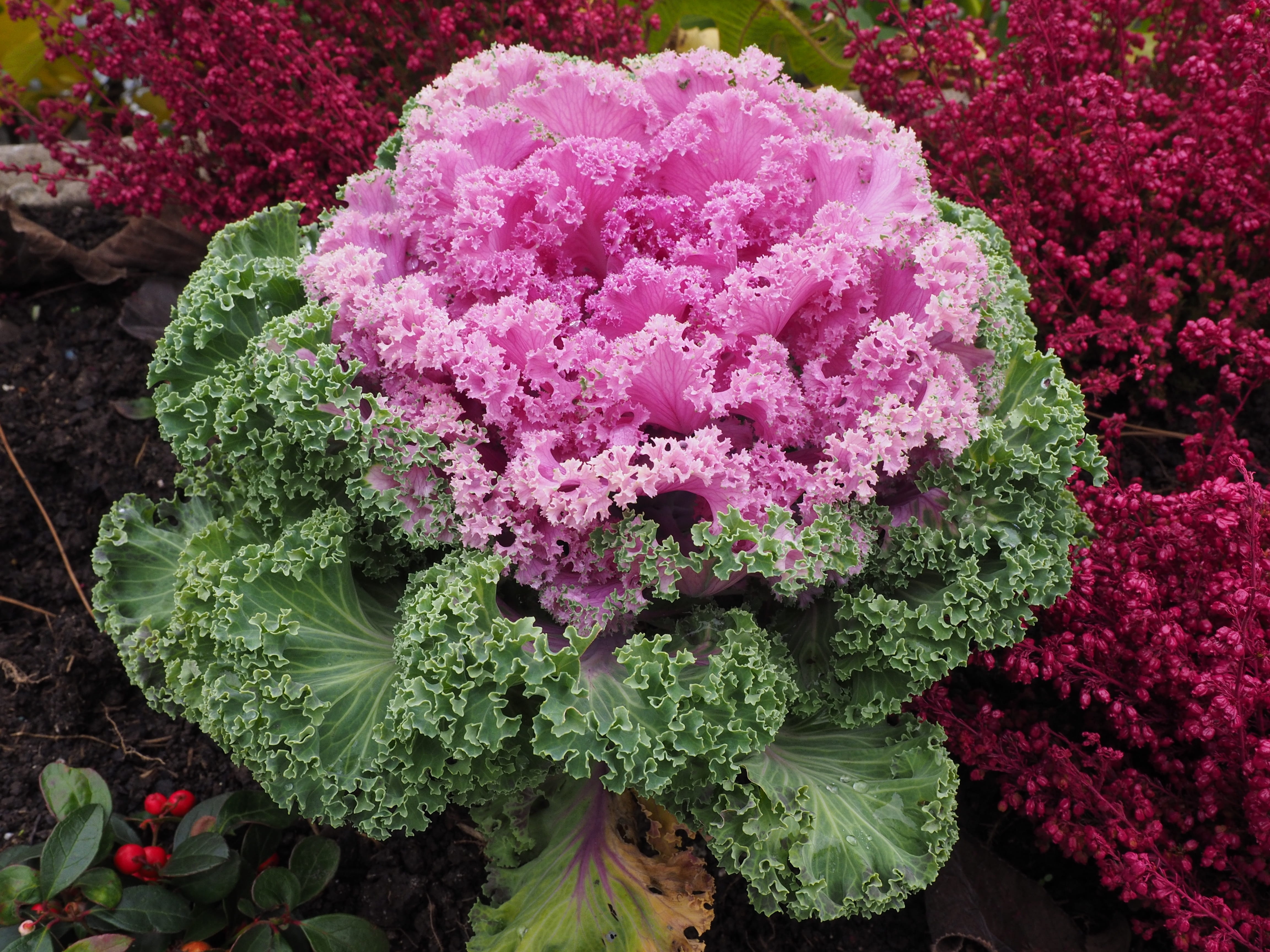 day, botany, acephala, 4K, fraktalähnlich, Ornamental, cabbage green, chidori red, krausblättrig, violet, pink color, rosette, high angle view, hardy, HD Wallpaper