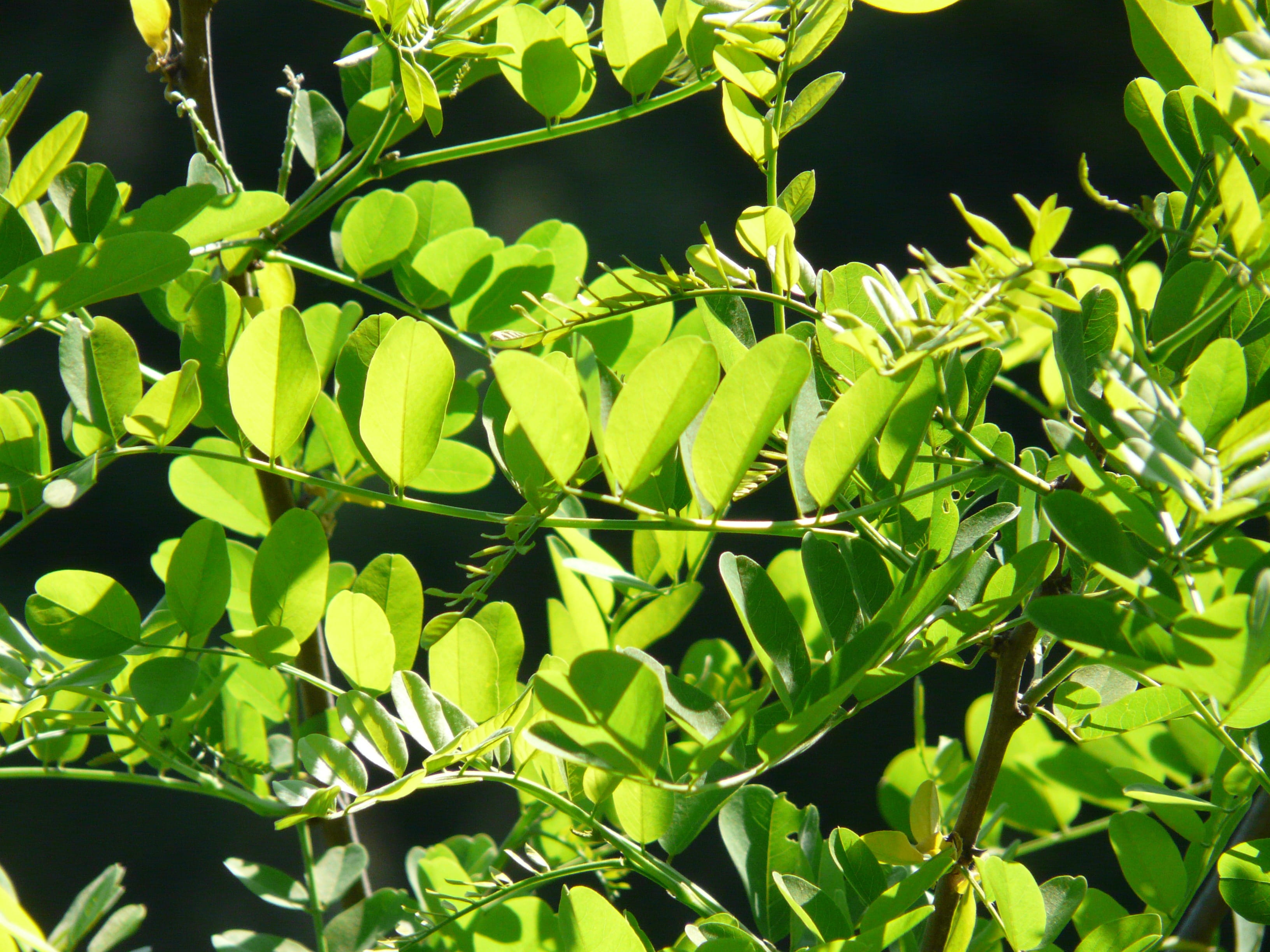 sunlight, low angle view, ornamental plant, sunny, day, false acacia, food and drink, plant part, agriculture, robinia, 2K, beauty in nature, back light, HD Wallpaper