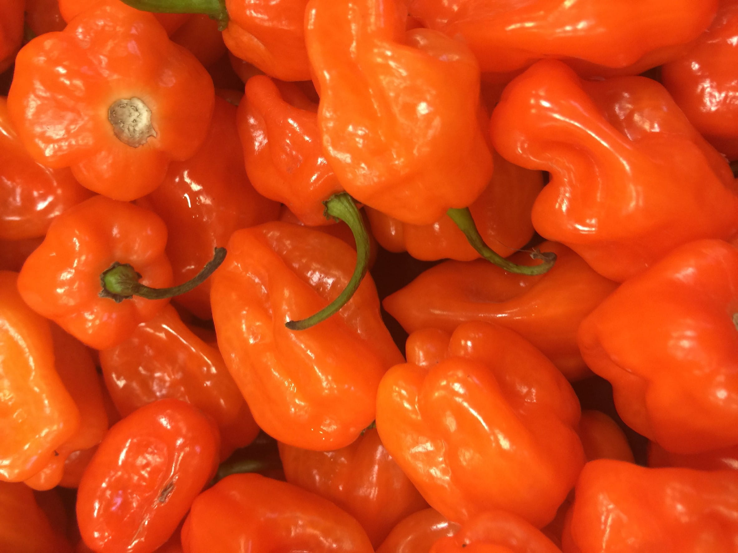 backgrounds, for sale, Pepper, Snack, freshness, food, vegetable, pepper, still life, close-up, wellbeing, red, Habanero, spice, abundance, full frame, HD Wallpaper
